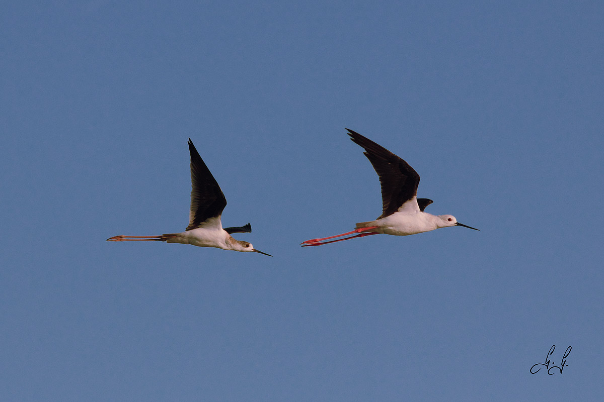 Pair of Riders of Italy