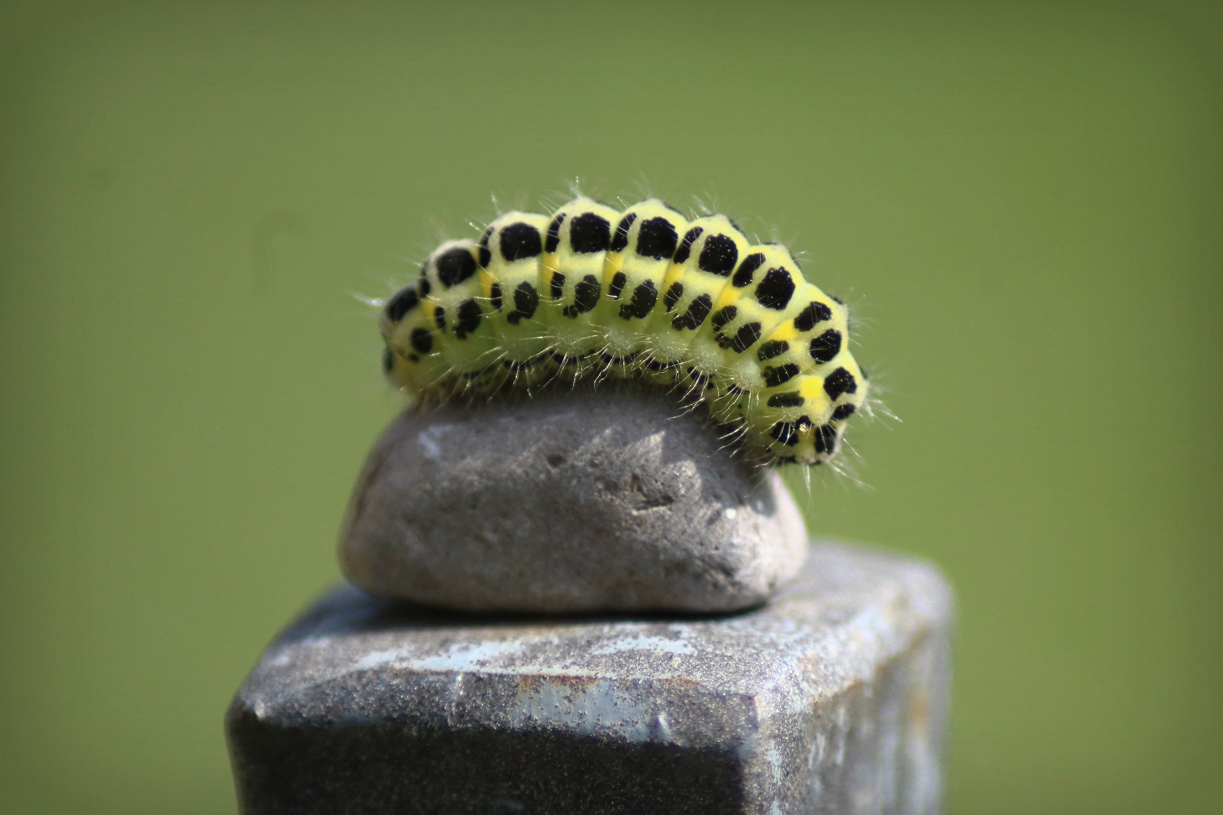 caterpillar