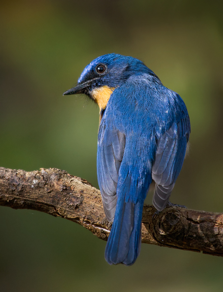 Tickell's Blue Flycatcher.