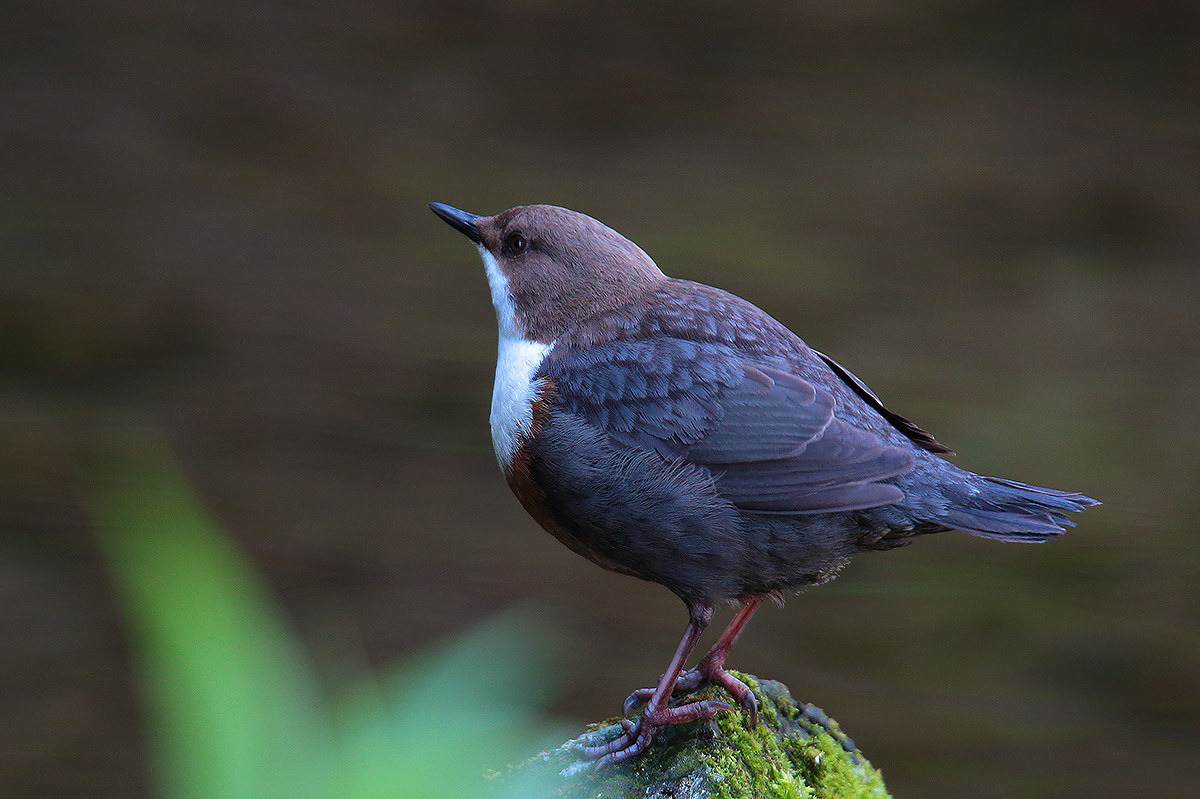 waiting for the patner