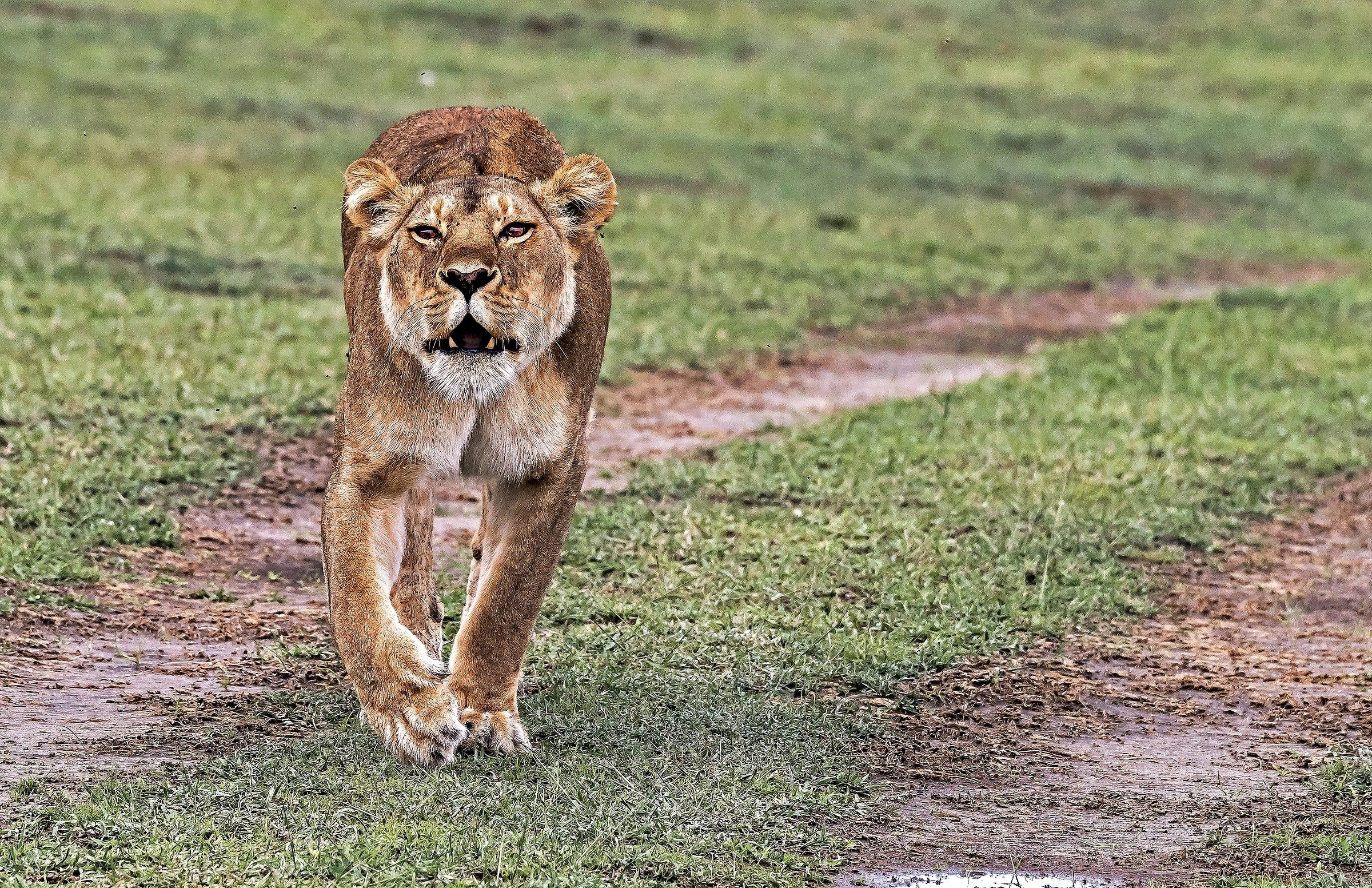 Tanzania 2017 - Ruggiti