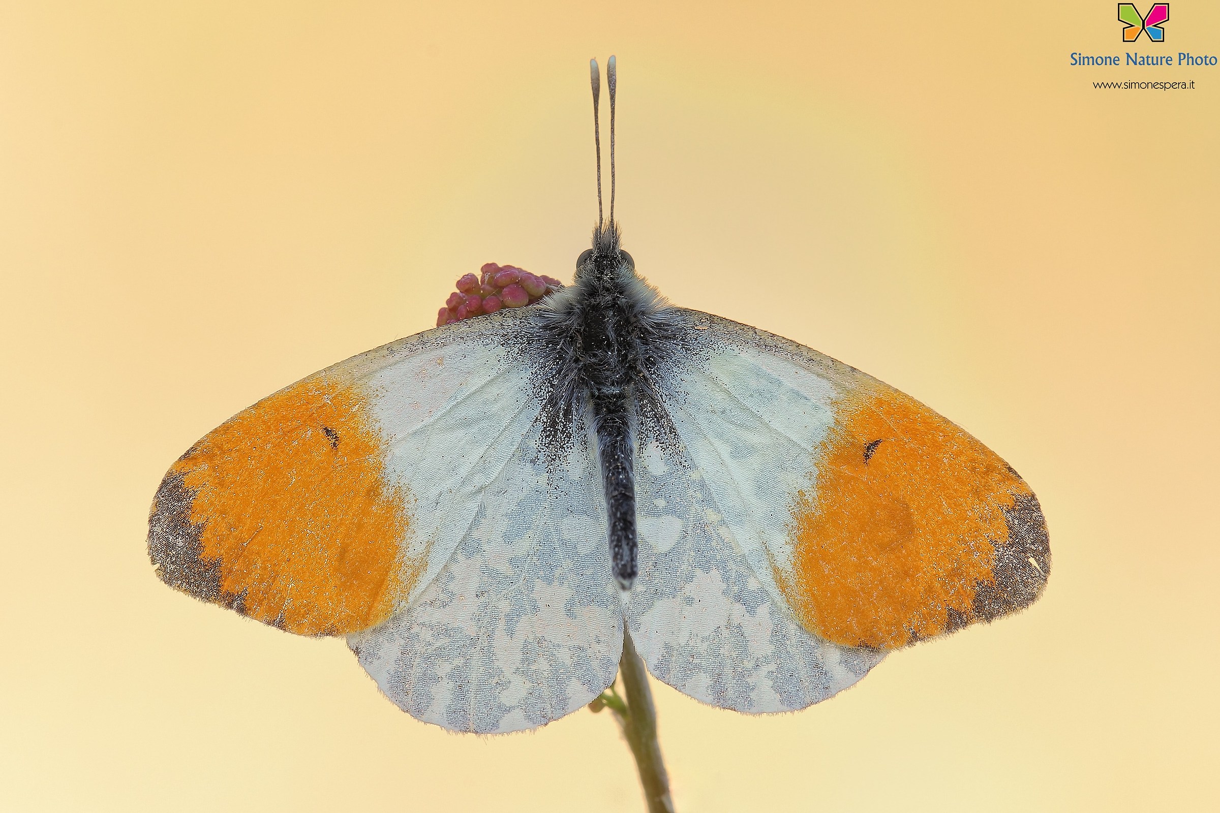 The obverse of Dawn ....