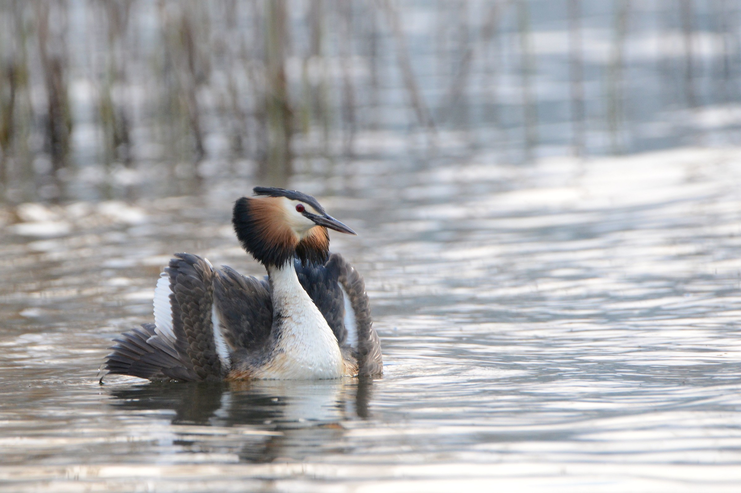 grebe
