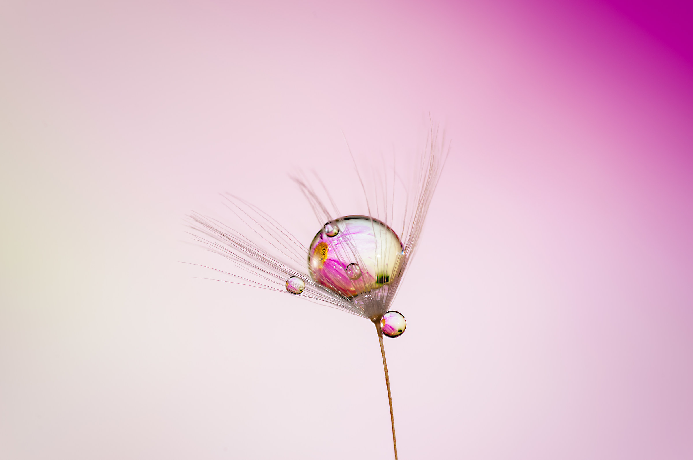 Drops & flowers - gocce e fiori in macrofotografia