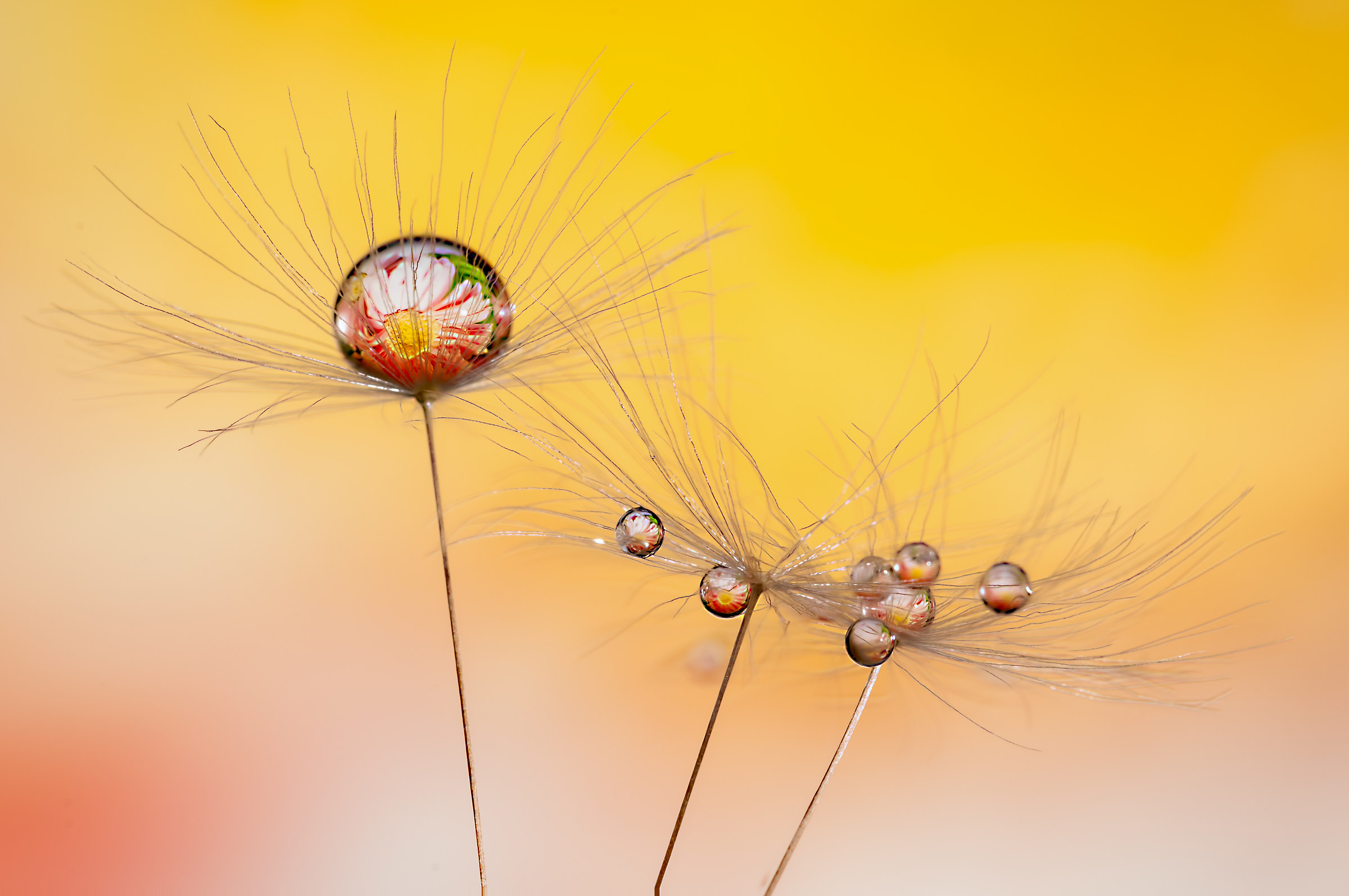 Drops & flowers - flowers and drops in macro photography