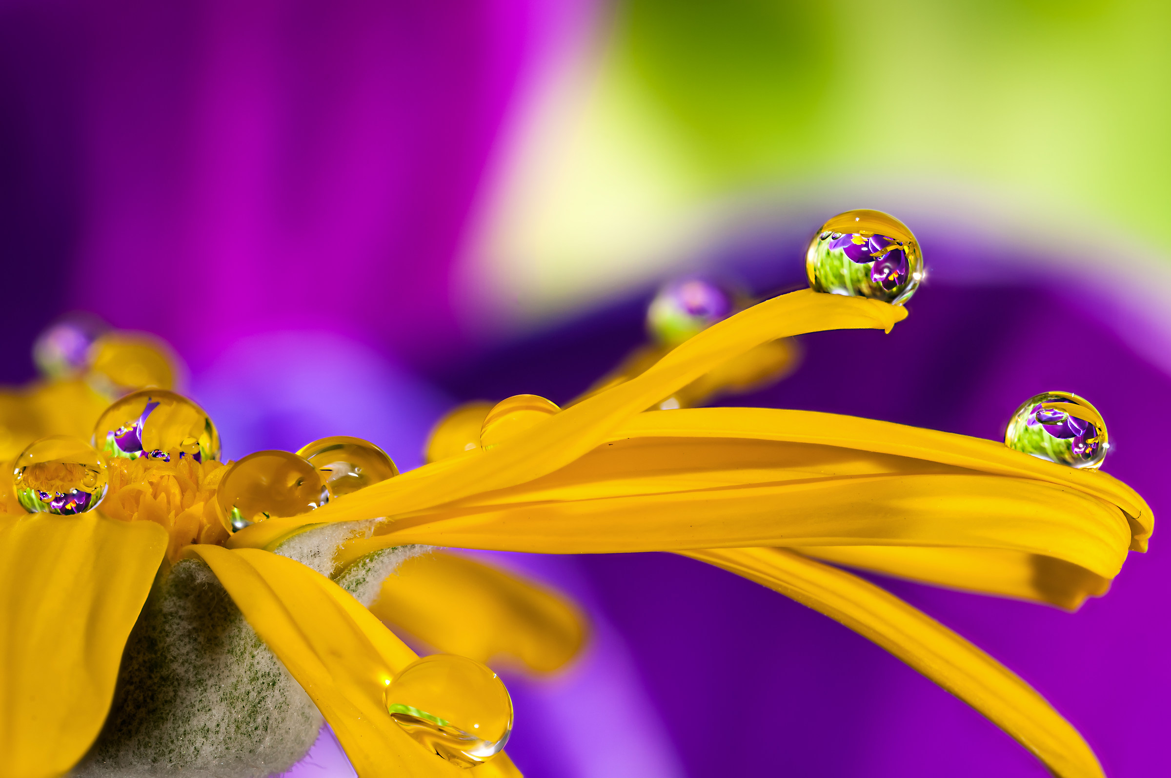 Drops & flowers - flowers and drops in macro photography