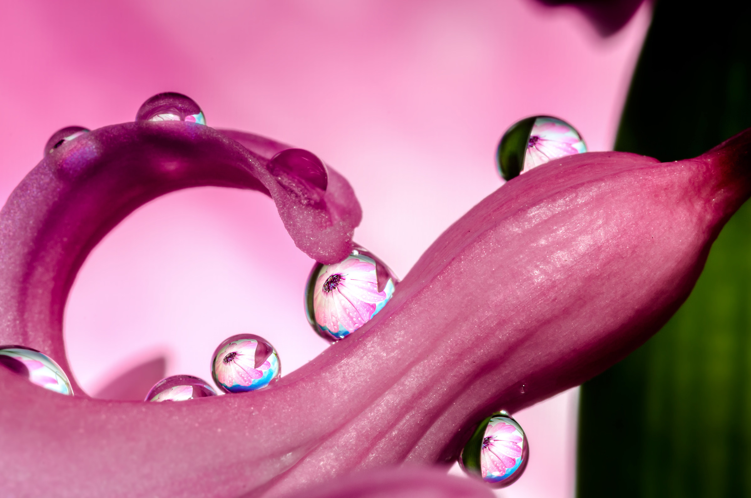 Drops & flowers - flowers and drops in macro photography
