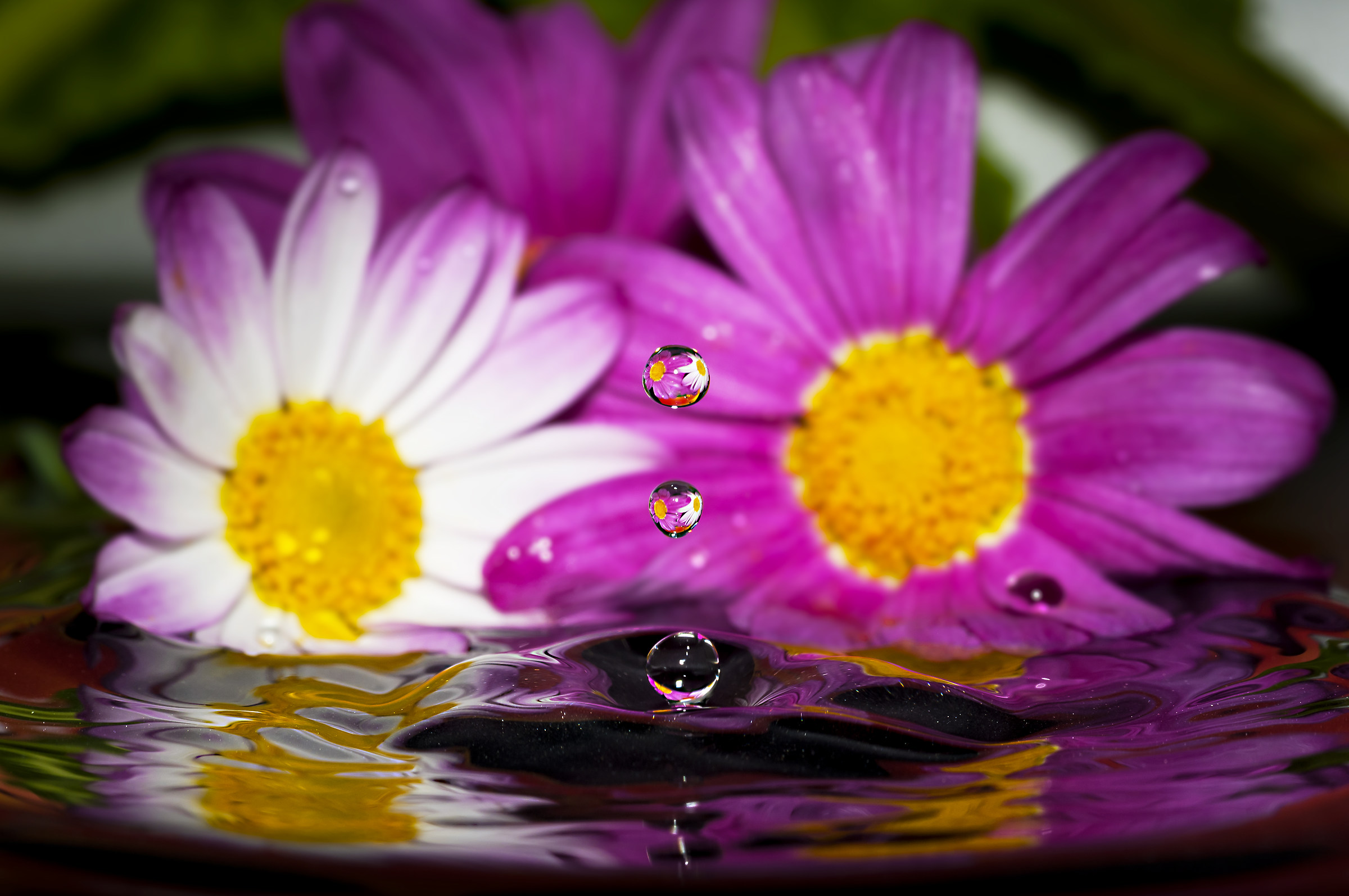 Drops & flowers - flowers and drops in macro photography