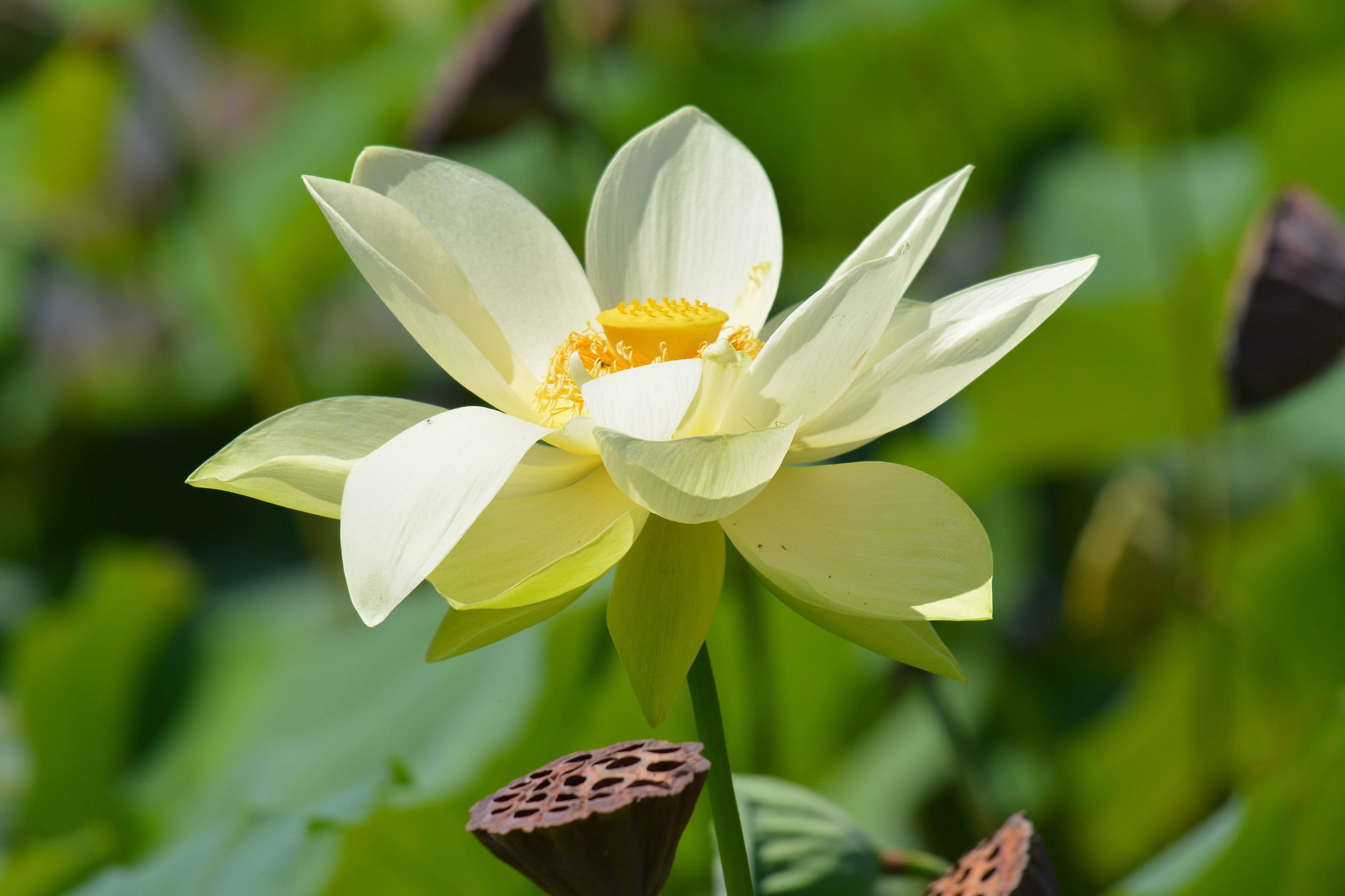 Water Lily in Echo Park