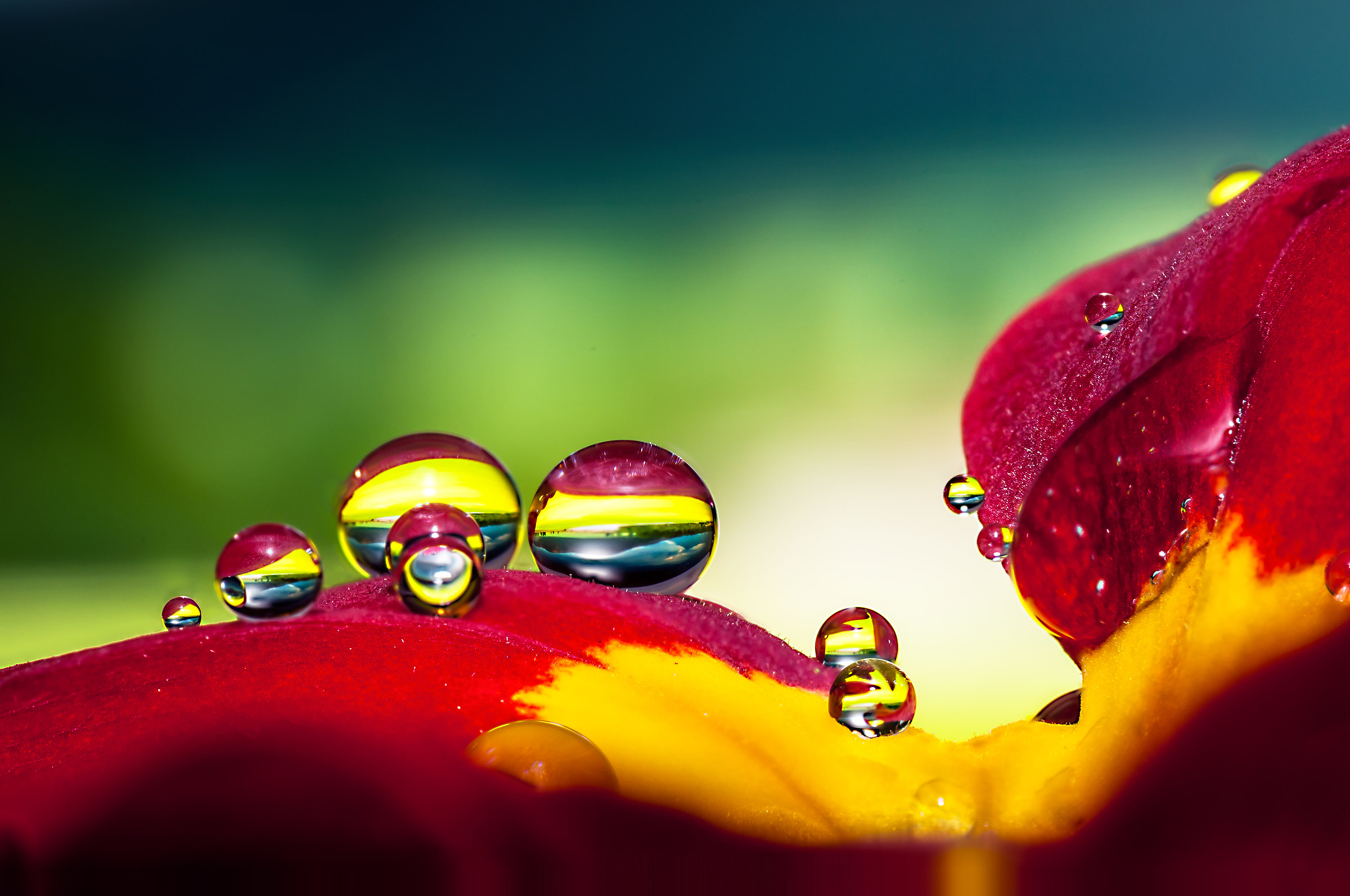 Drops & flowers - gocce e fiori in macrofotografia
