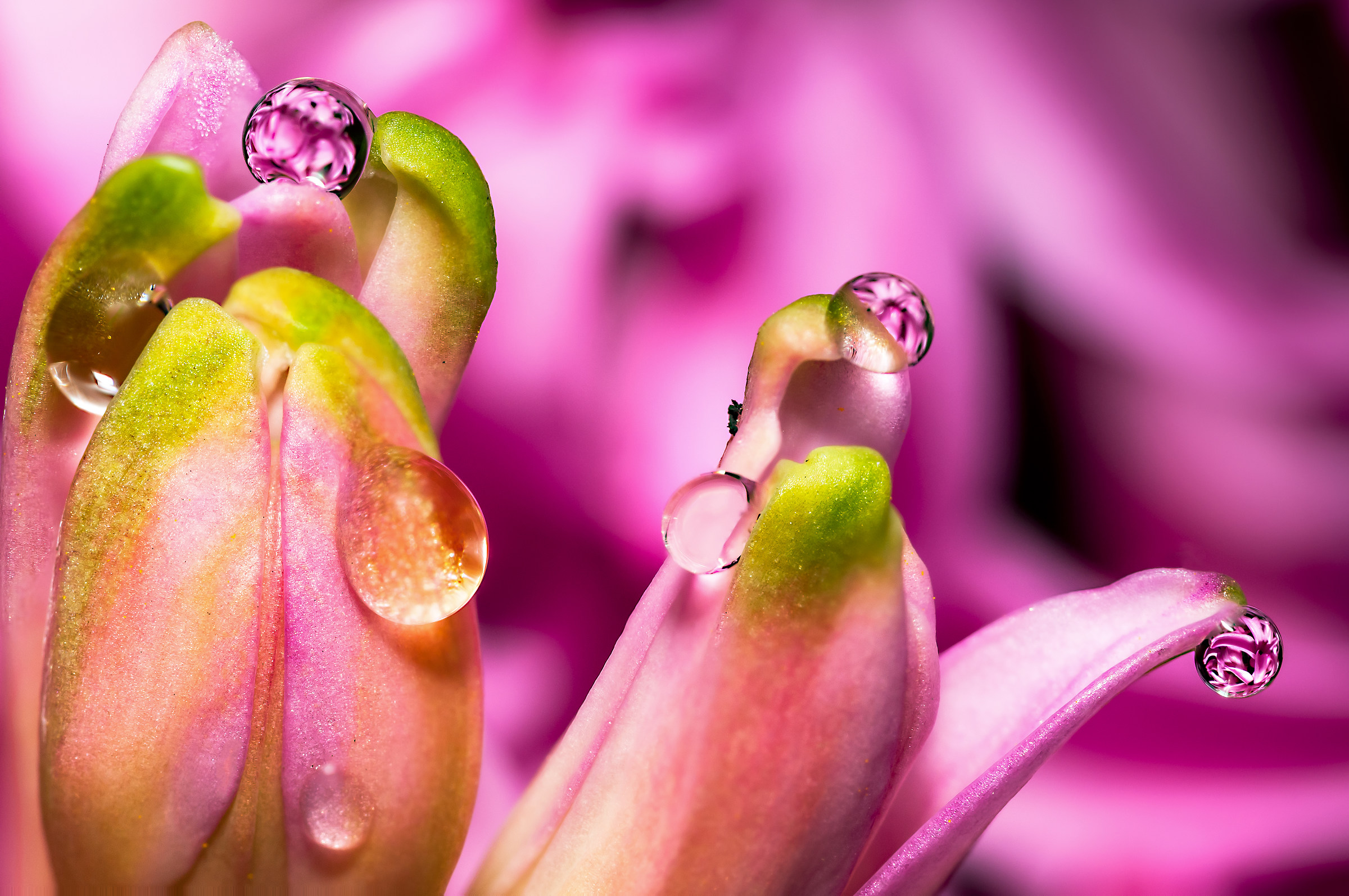 Drops & flowers - flowers and drops in macro photography
