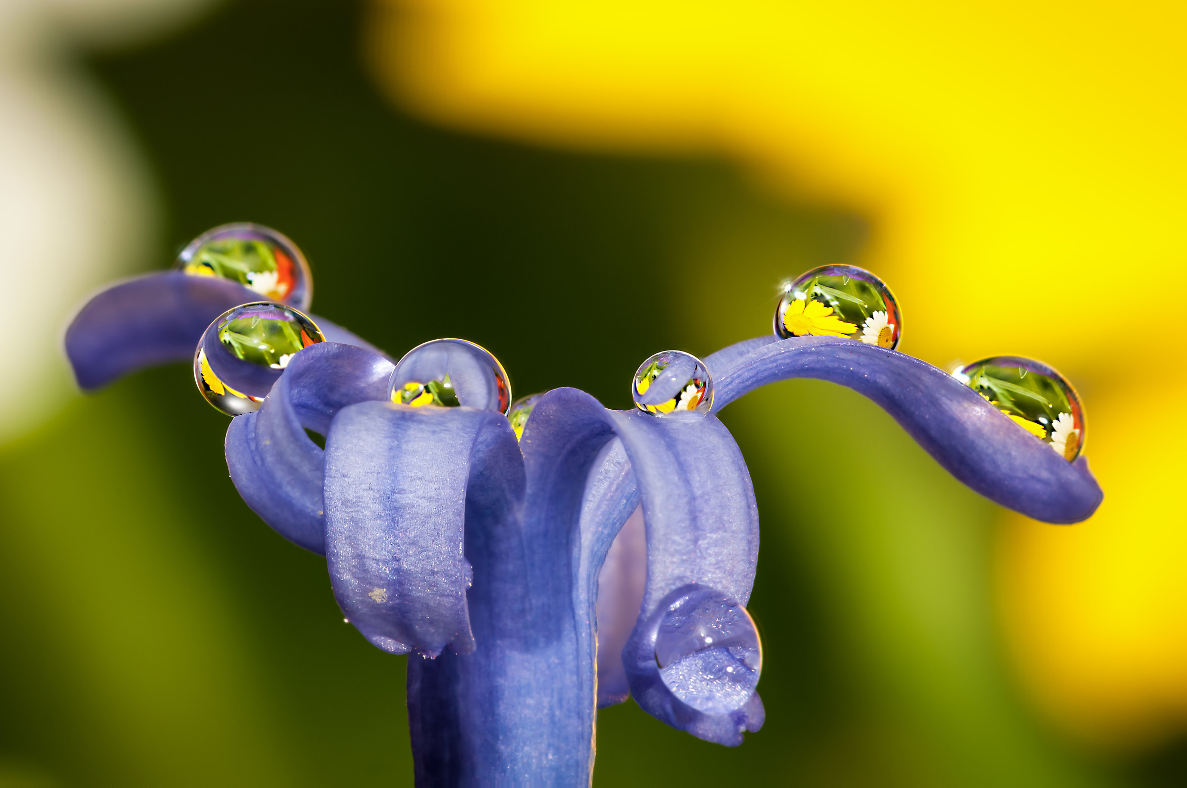 Drops & flowers - gocce e fiori in macrofotografia