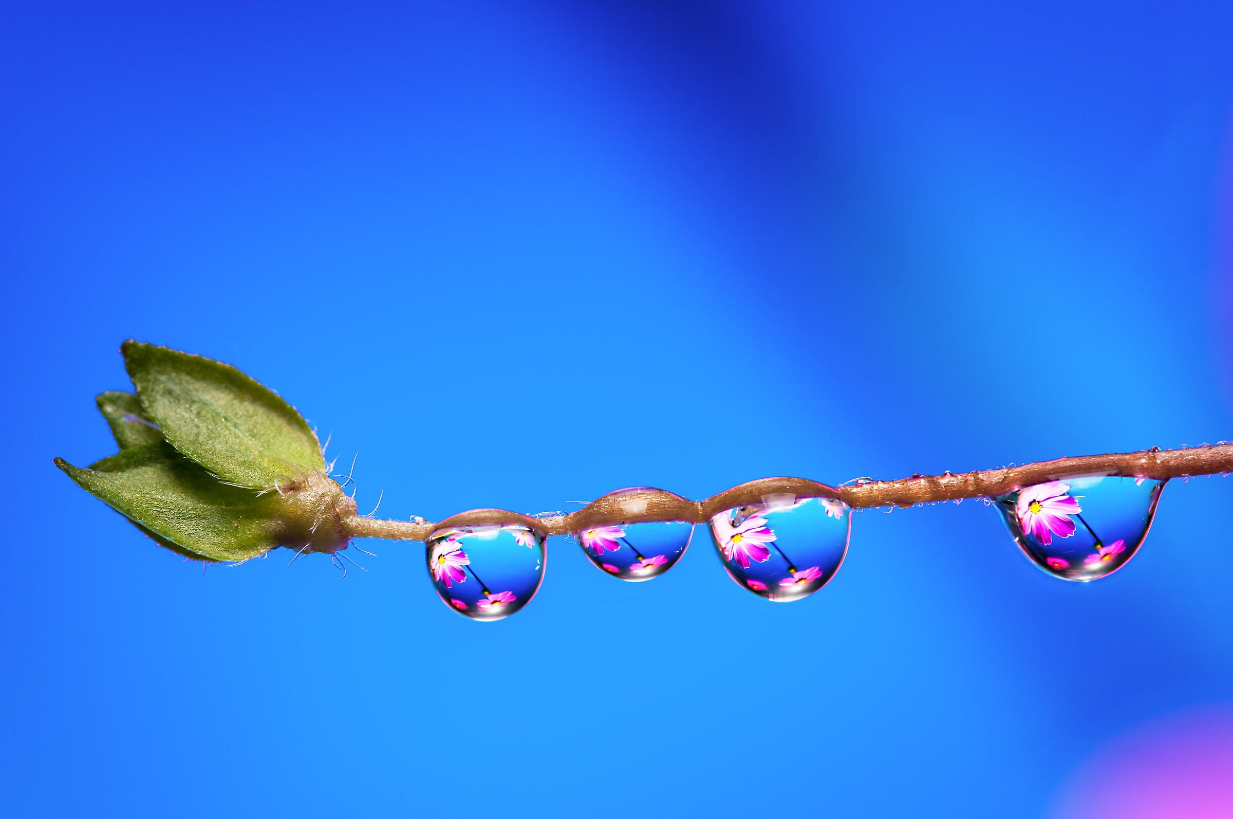 Drops & flowers - flowers and drops in macro photography