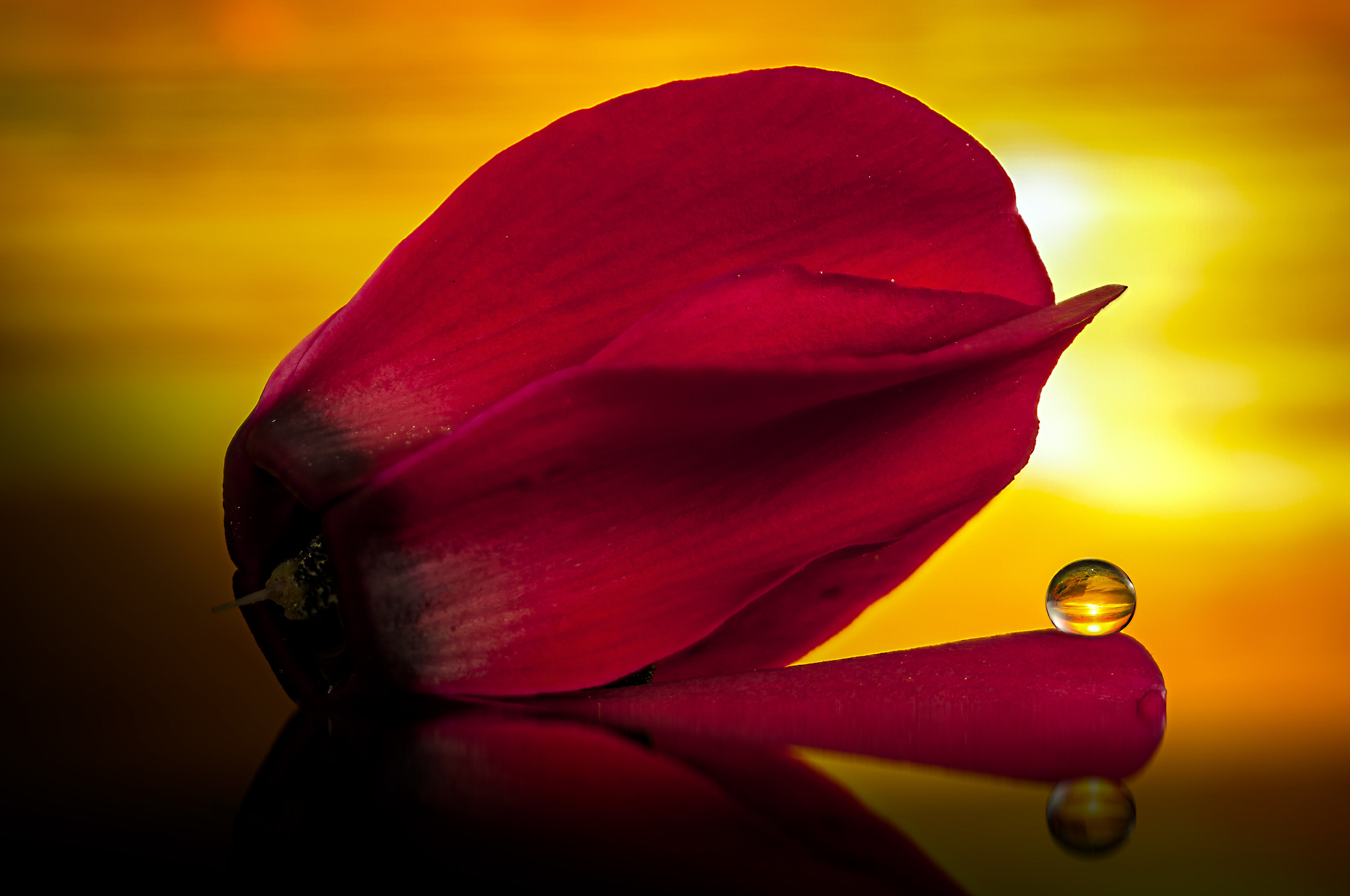 Drops & flowers - flowers and drops in macro photography