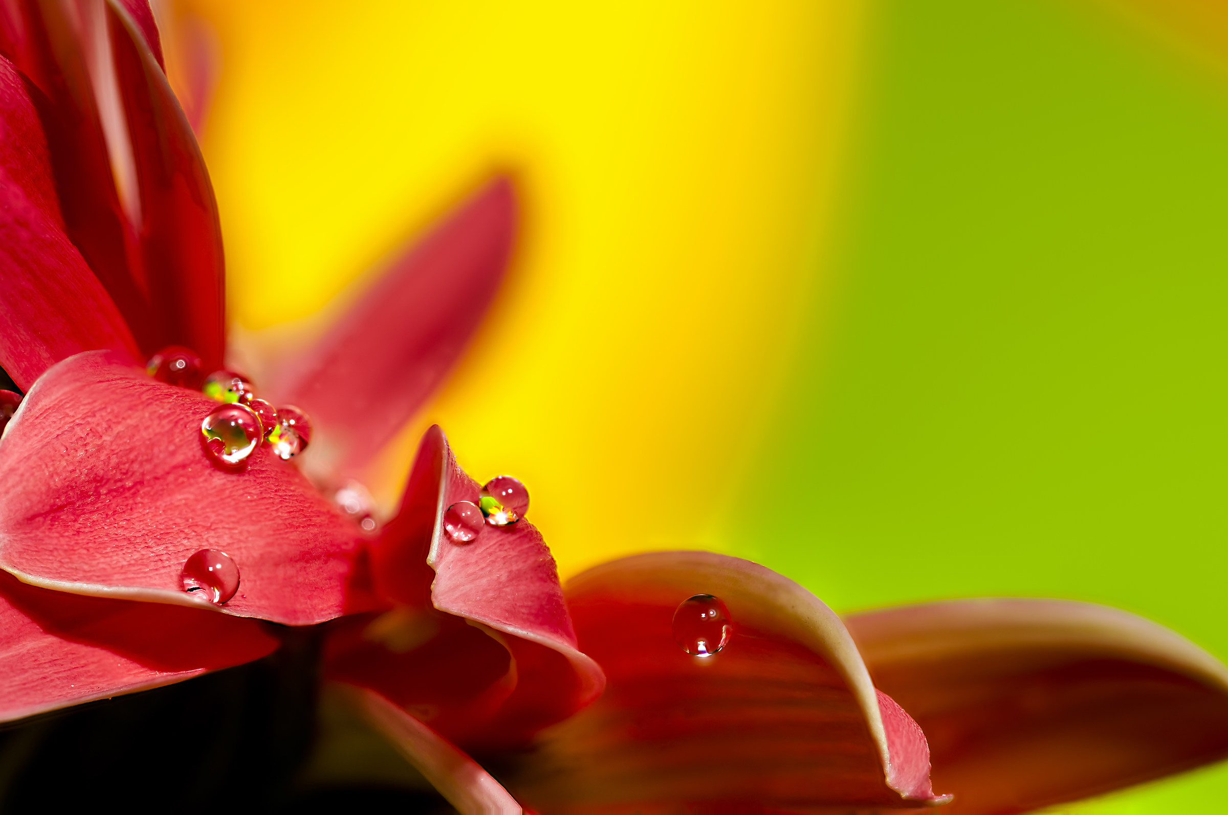 Drops & flowers - flowers and drops in macro photography