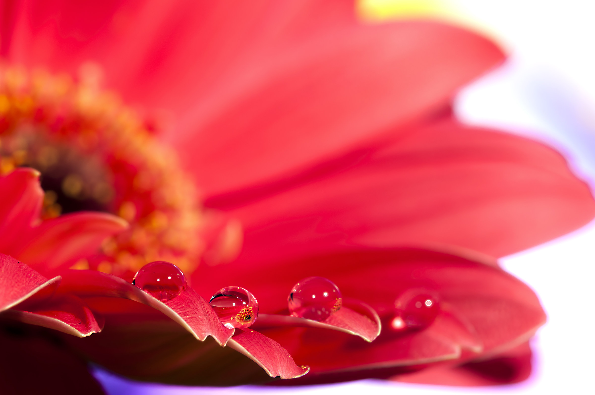 Drops & flowers - gocce e fiori in macrofotografia