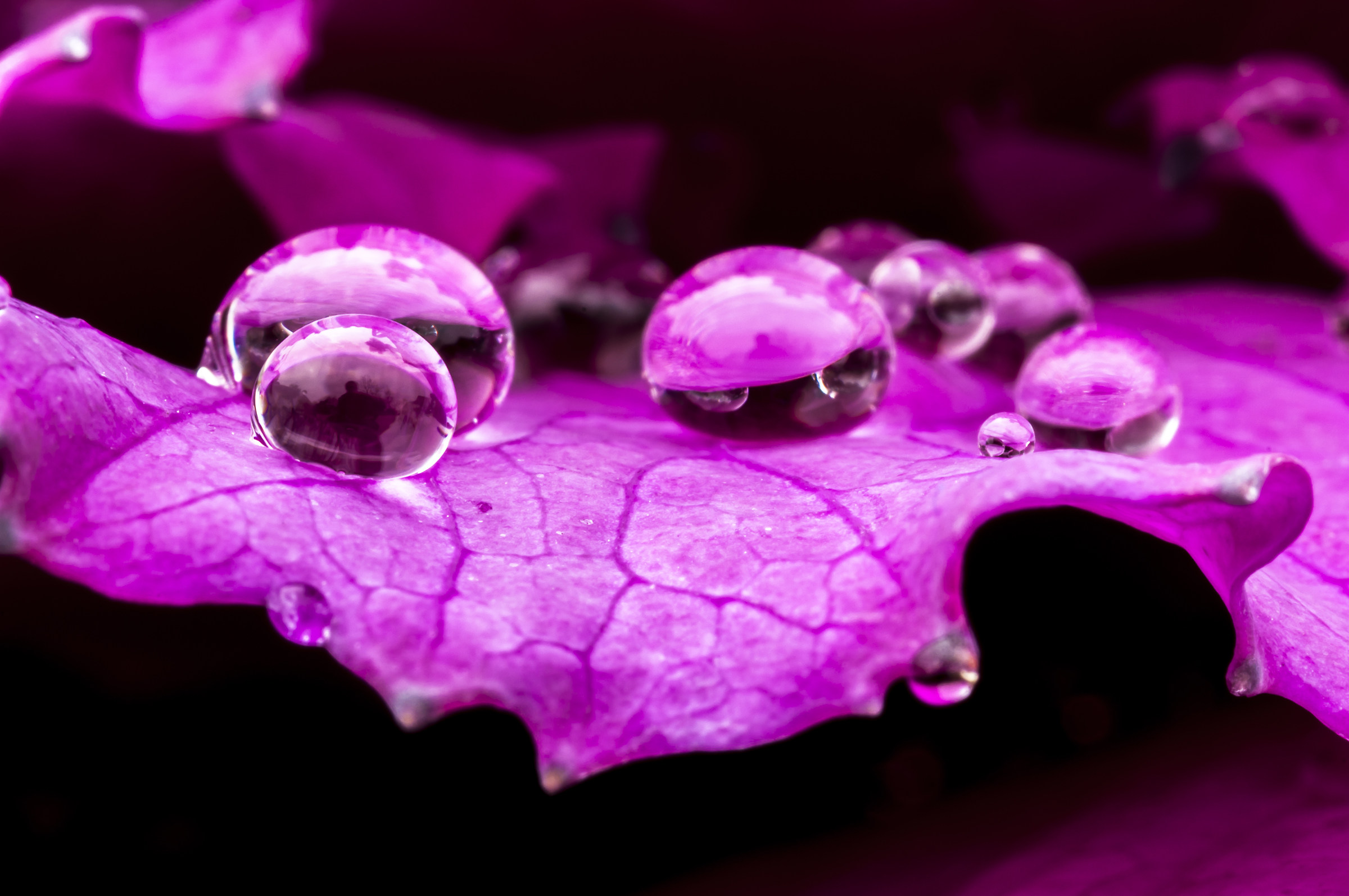 Drops & flowers - flowers and drops in macro photography