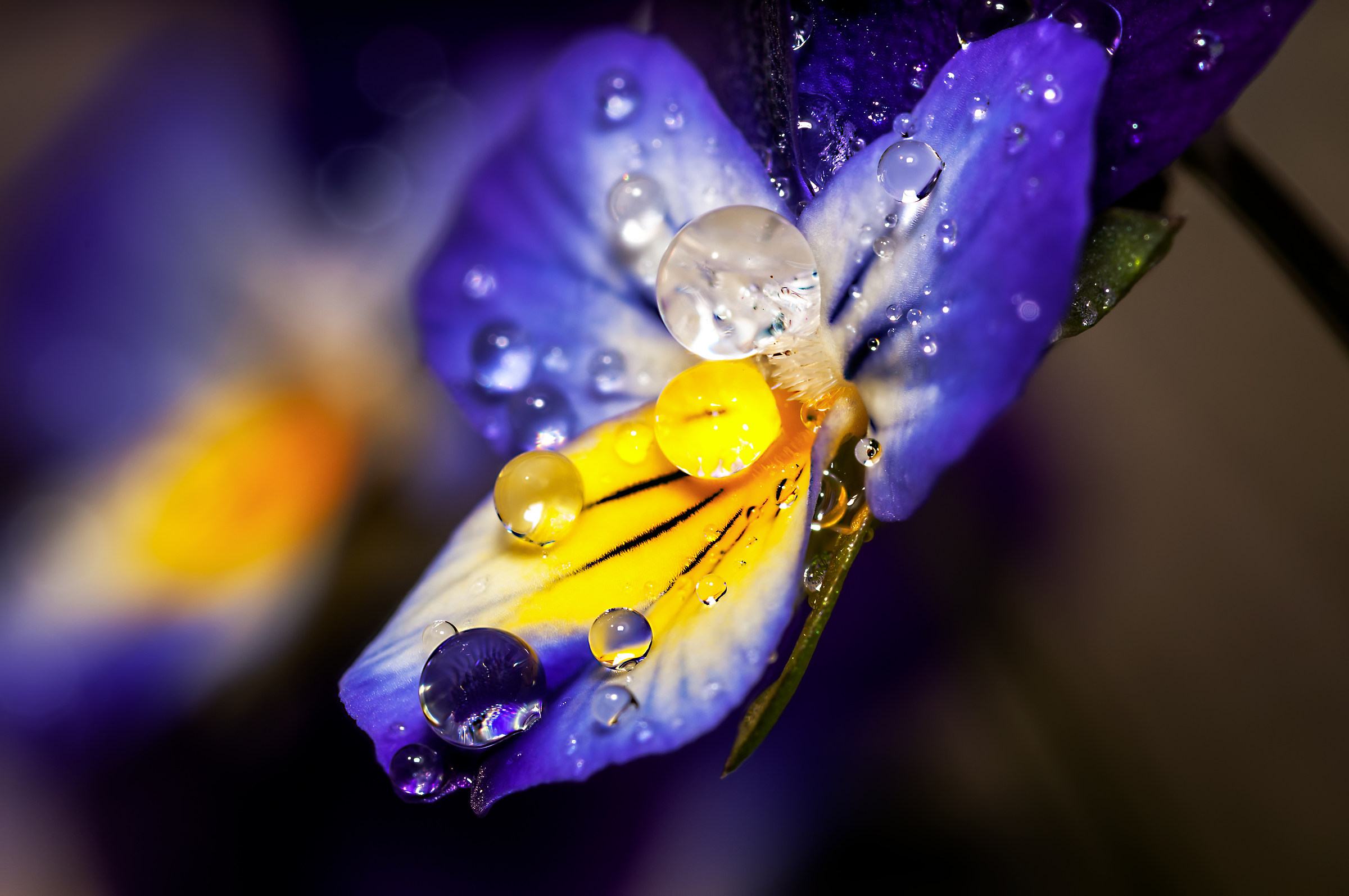 Drops & flowers - flowers and drops in macro photography