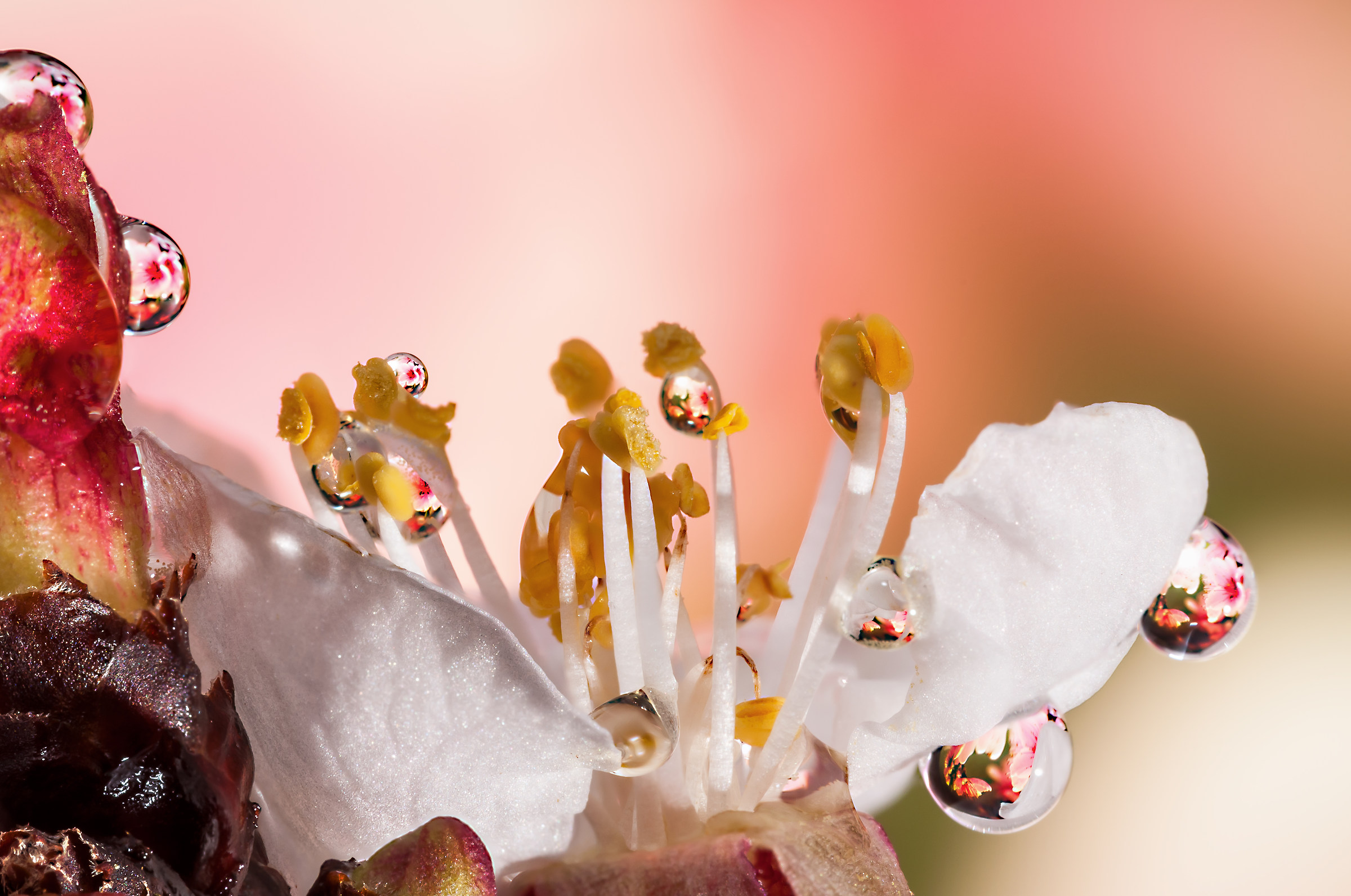 Drops & flowers - gocce e fiori in macrofotografia