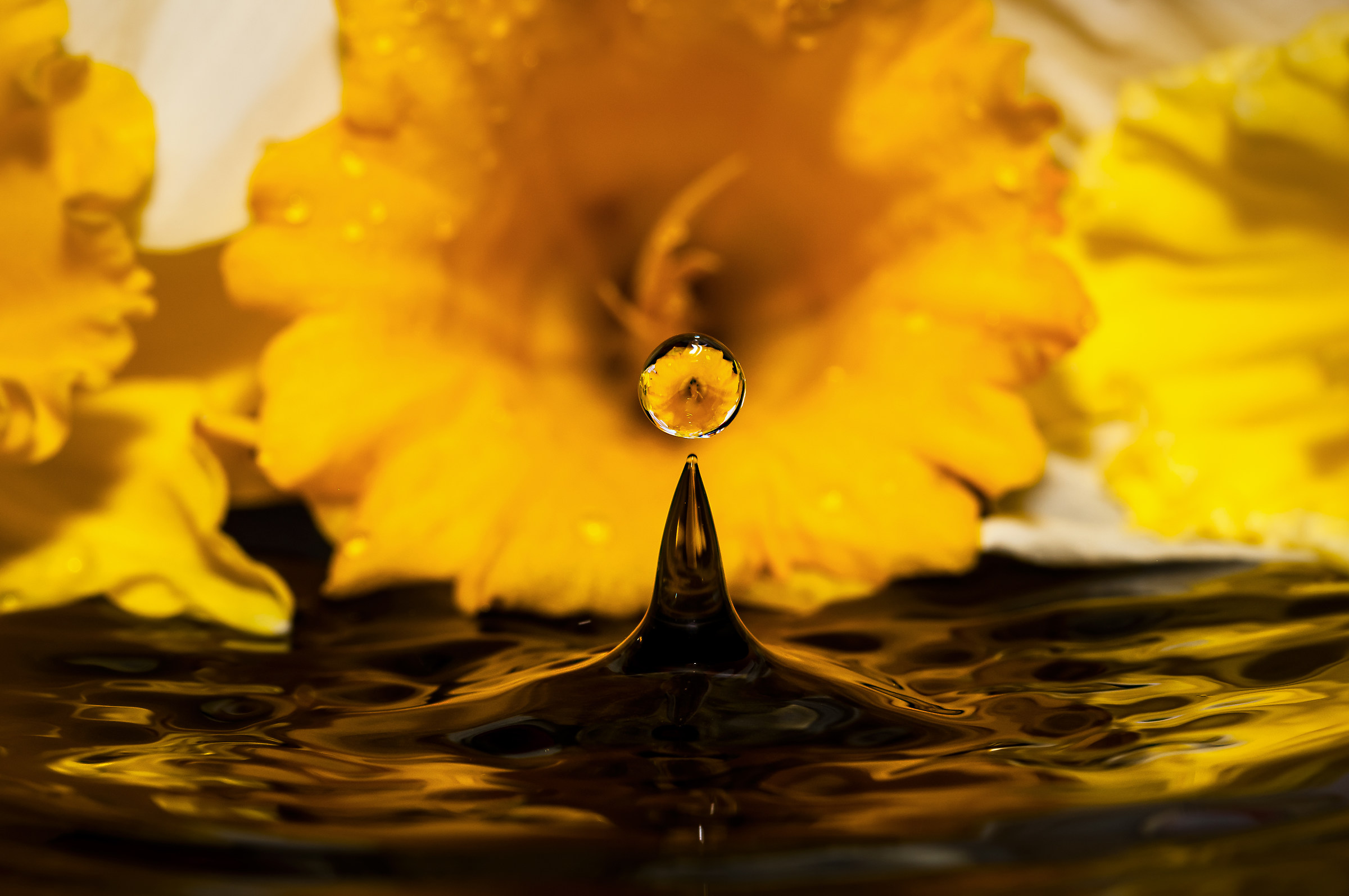 Drops & flowers - gocce e fiori in macrofotografia