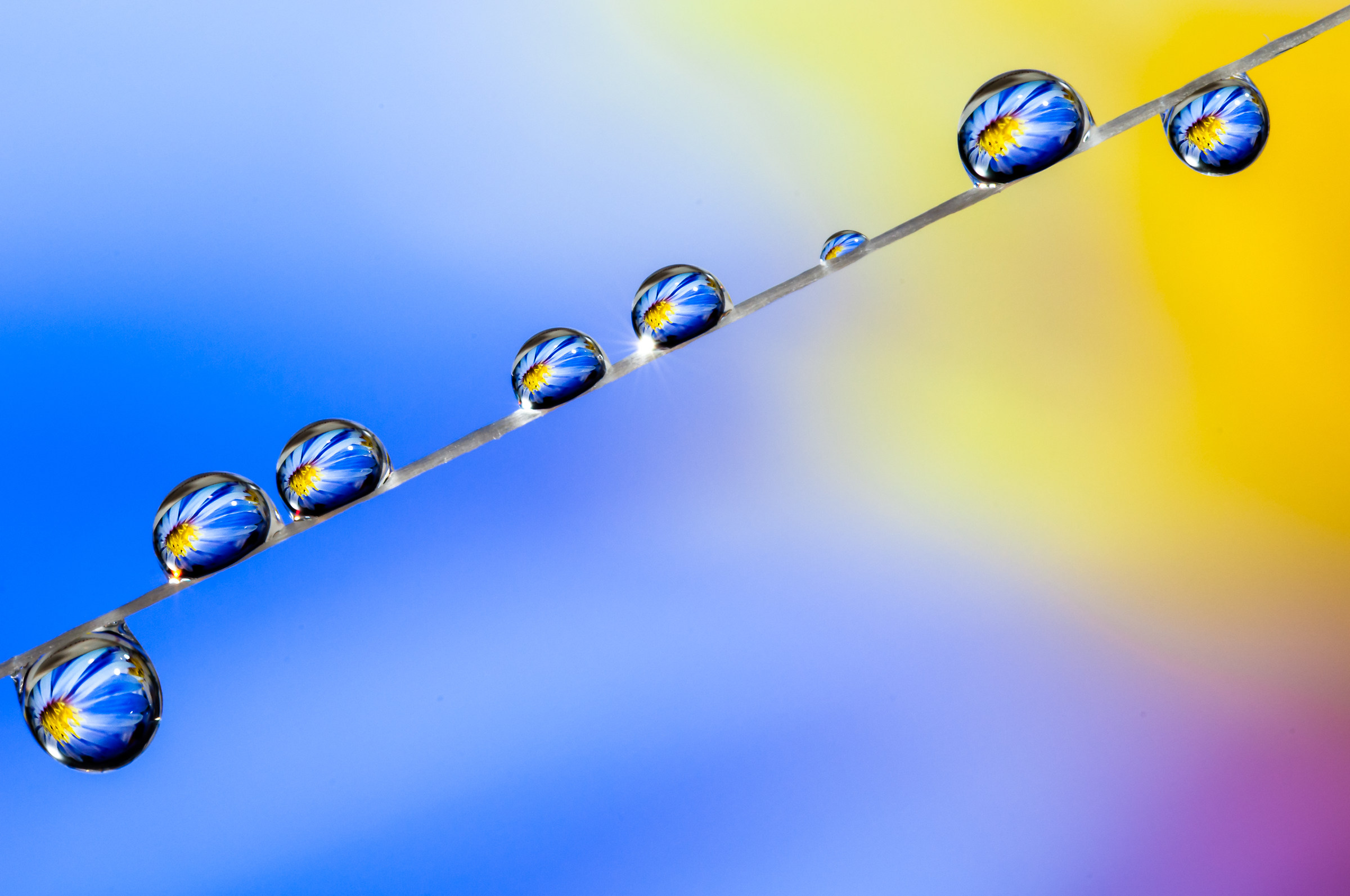 Drops & flowers - gocce e fiori in macrofotografia