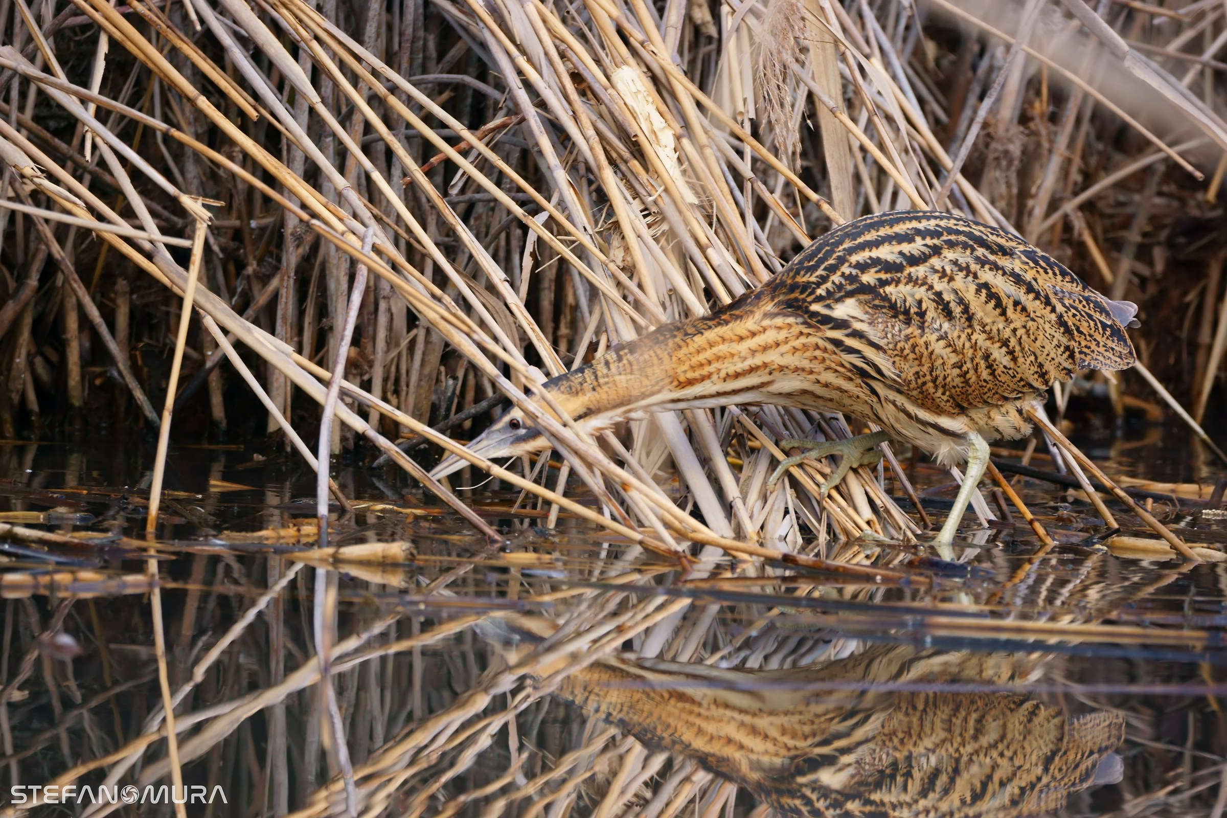 The detachment of the heron at sunset - correct photo