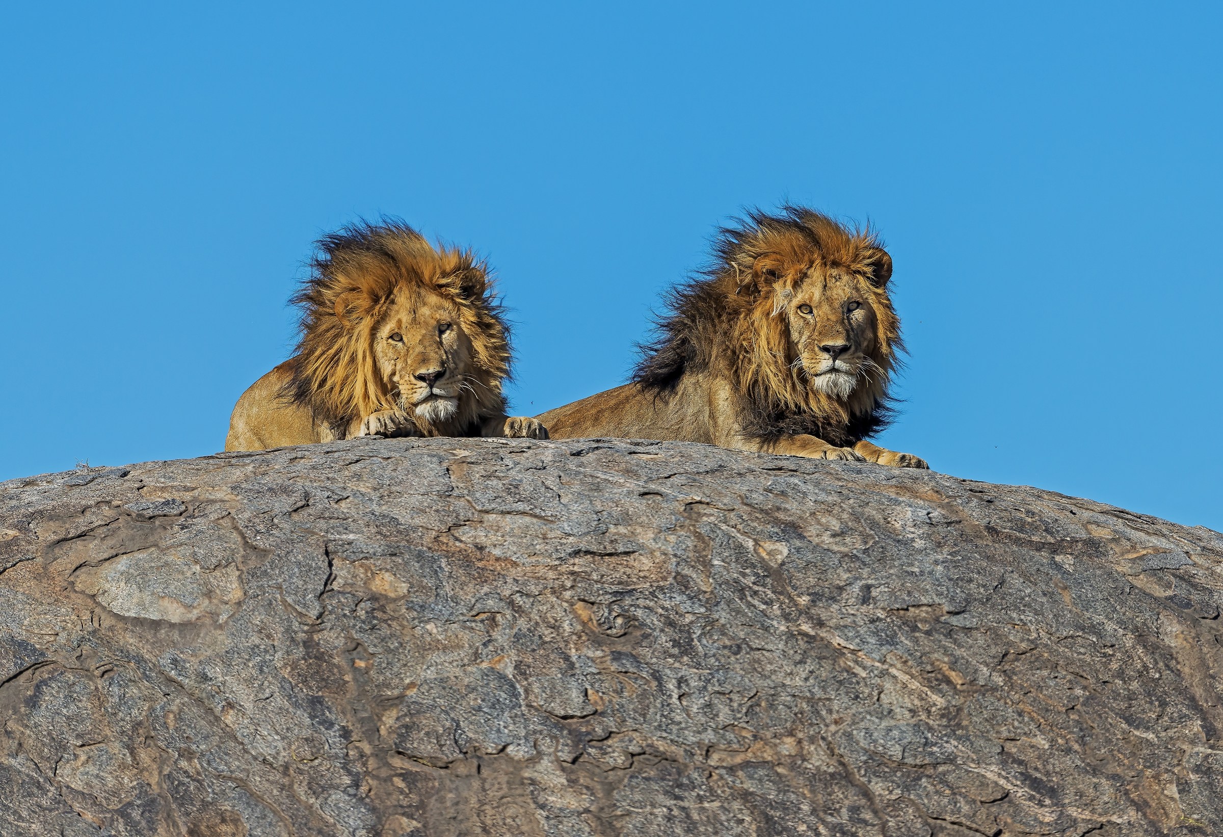 Tanzania 2017 - I fratelloni