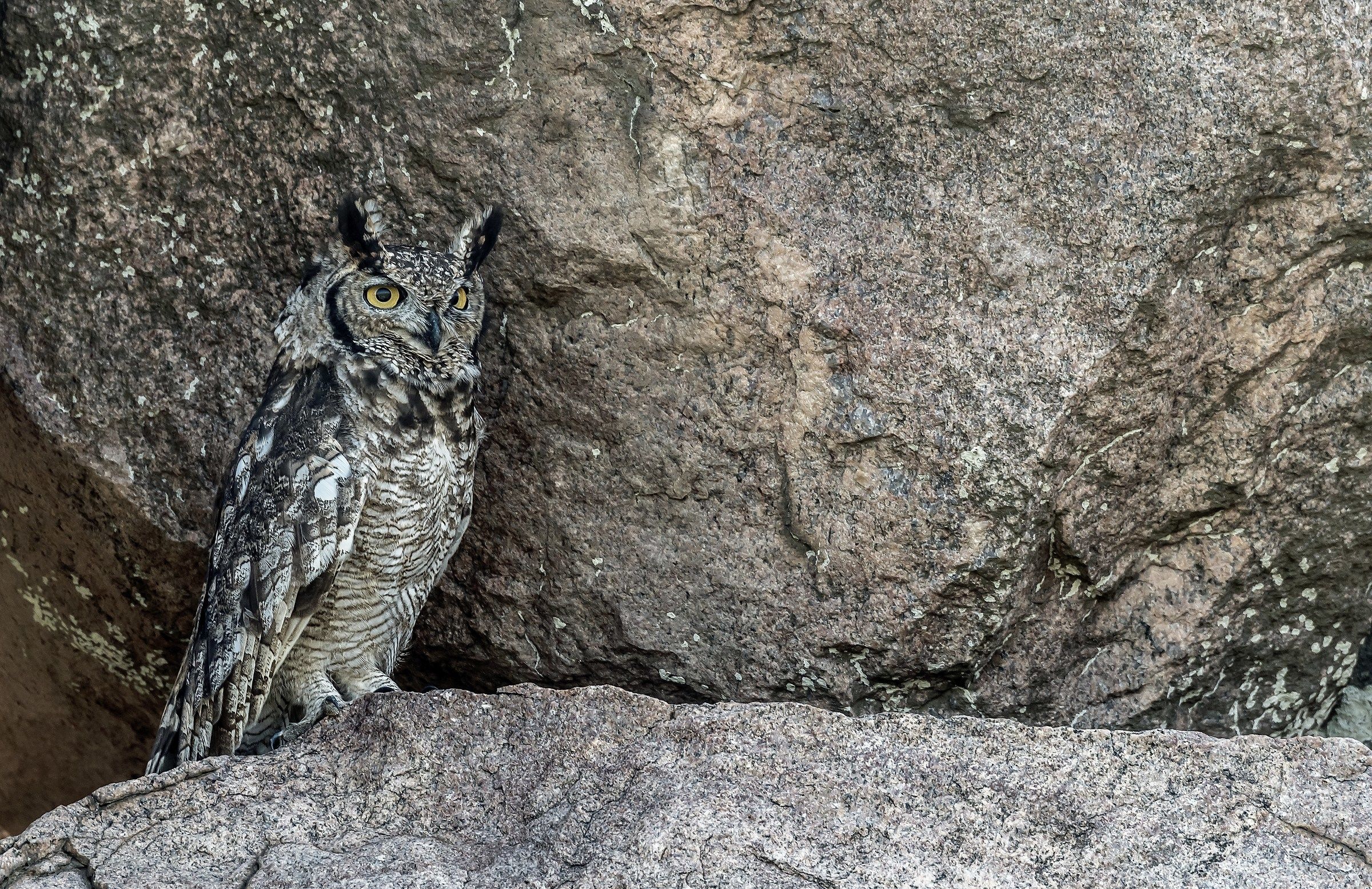 Tanzania 2017 - Bubo africanus