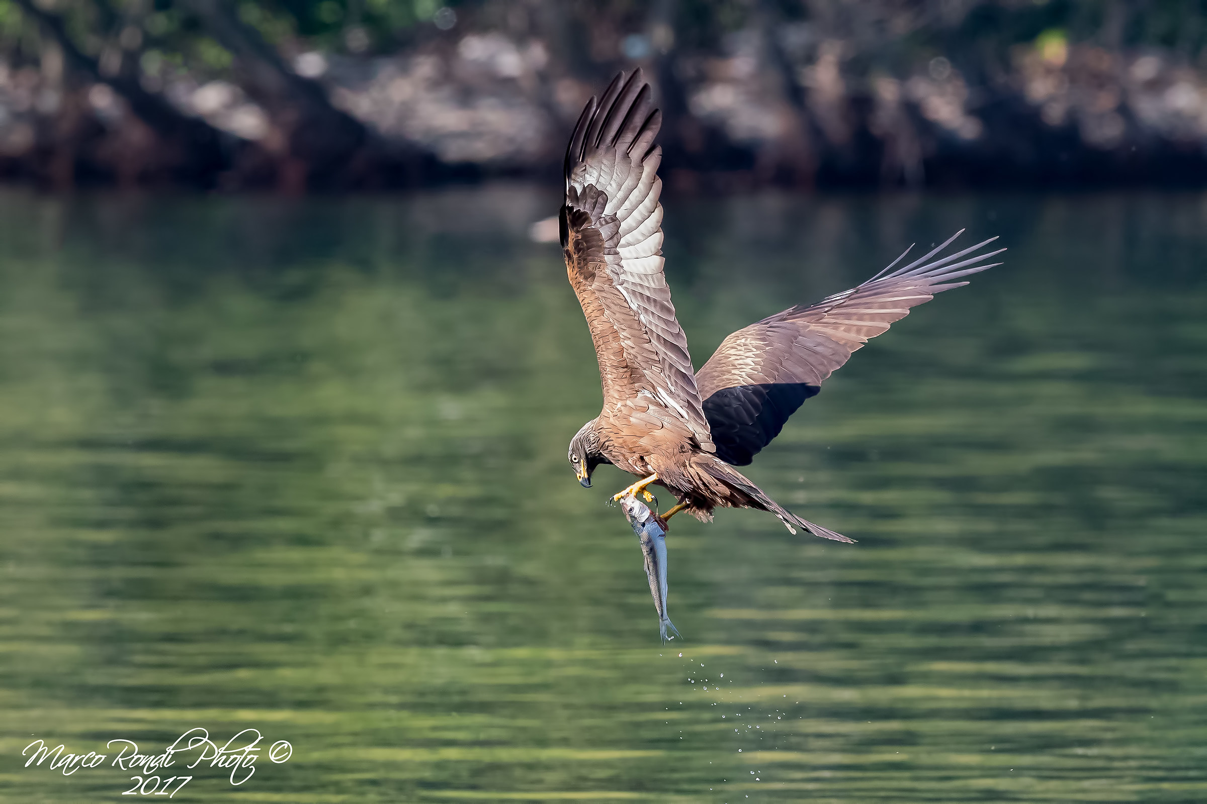 Nibbio Bruno con preda