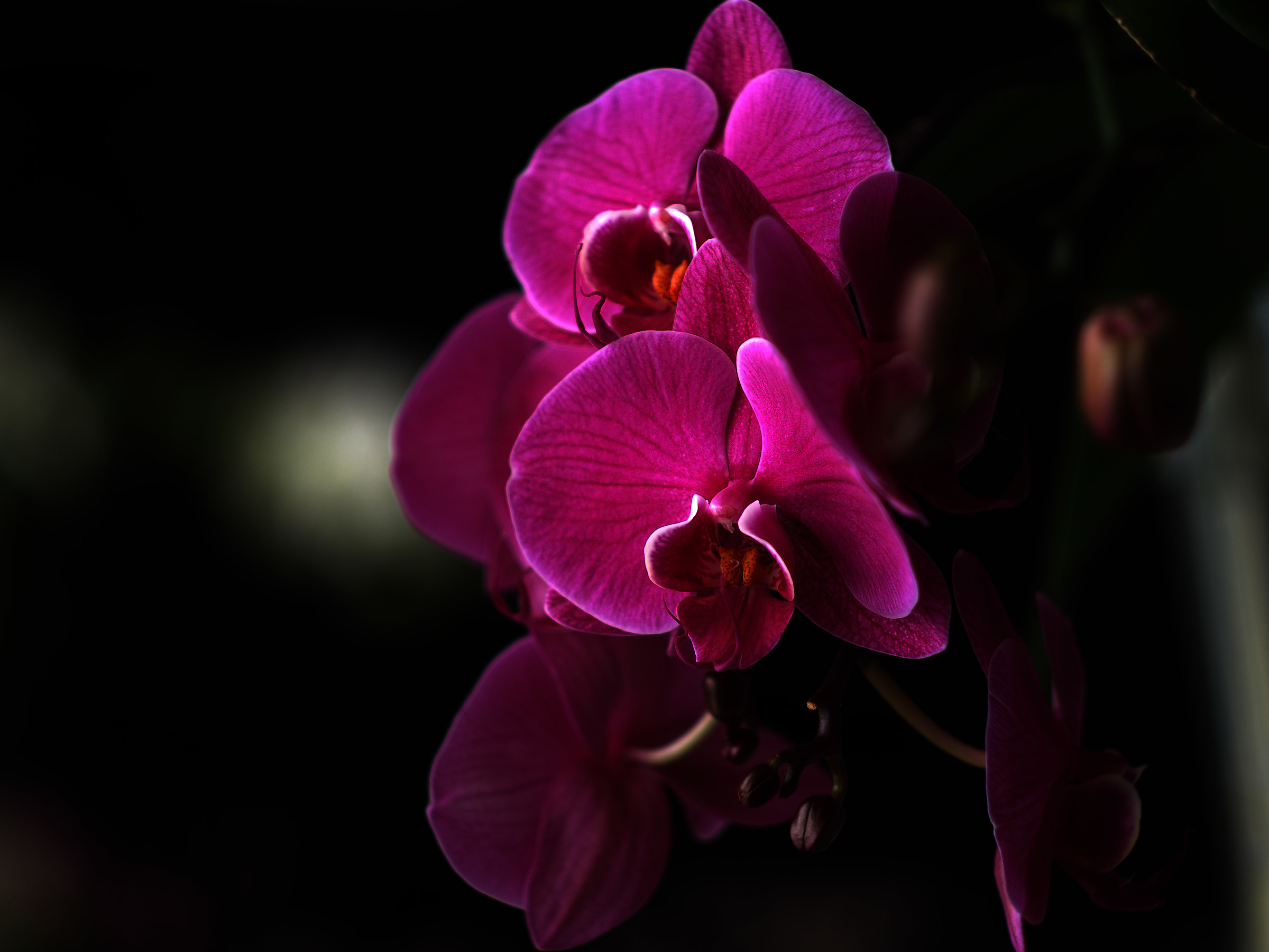 Phalaenopsis
