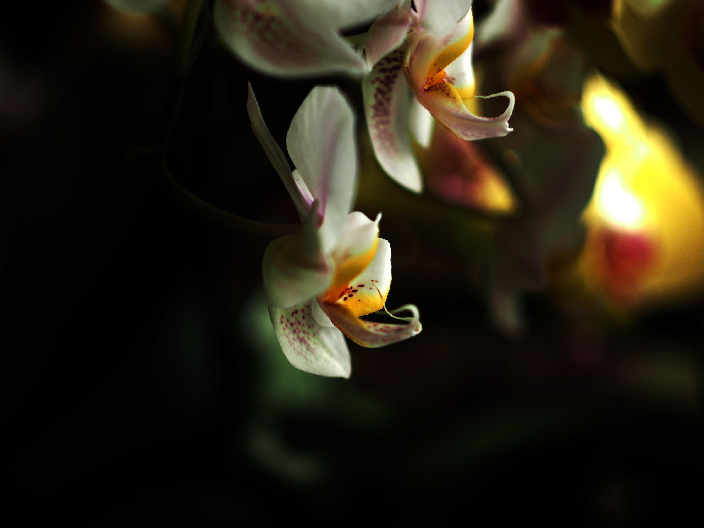 Phalaenopsis