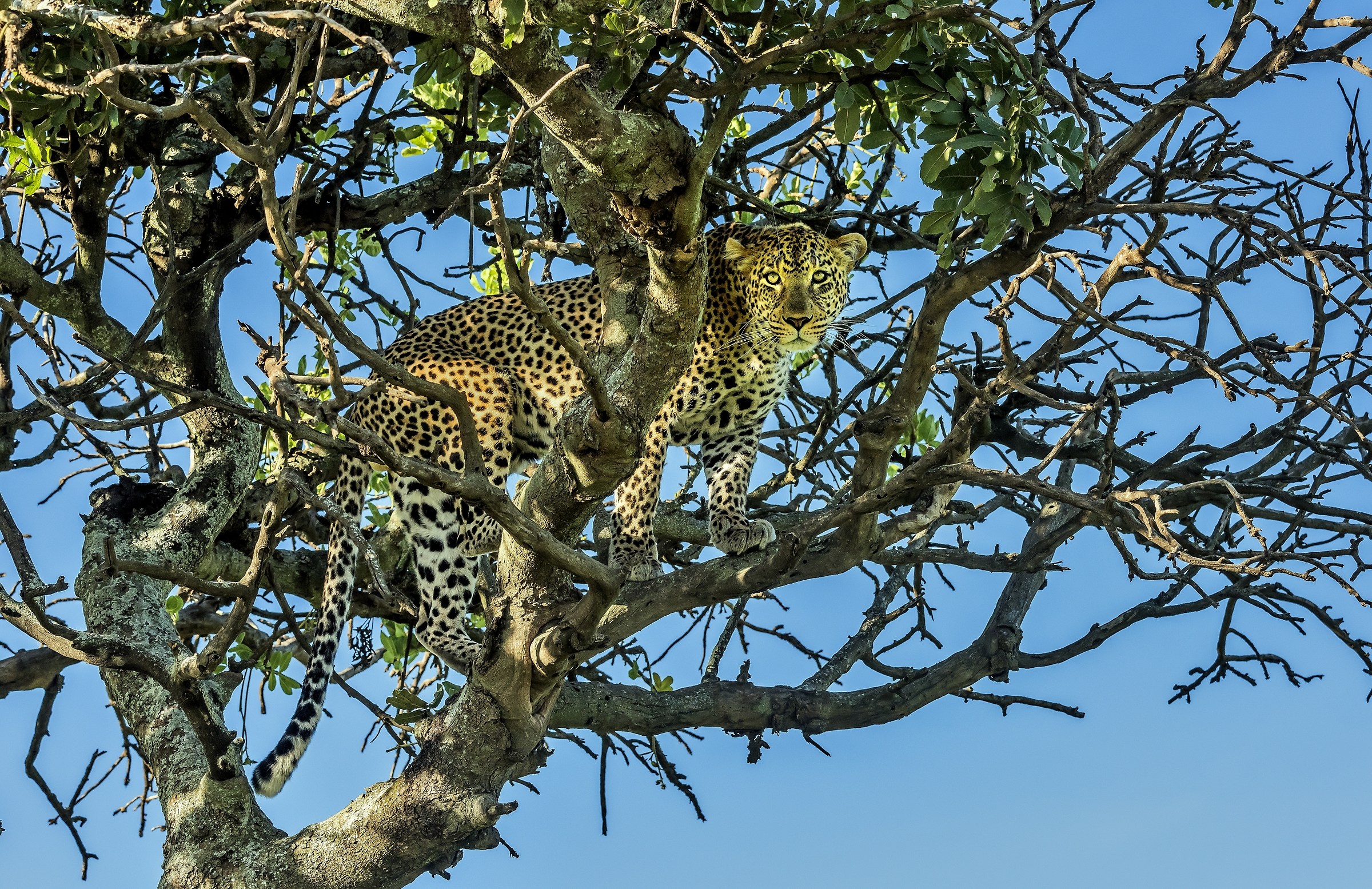 Tanzania 2017 - Tra i rami