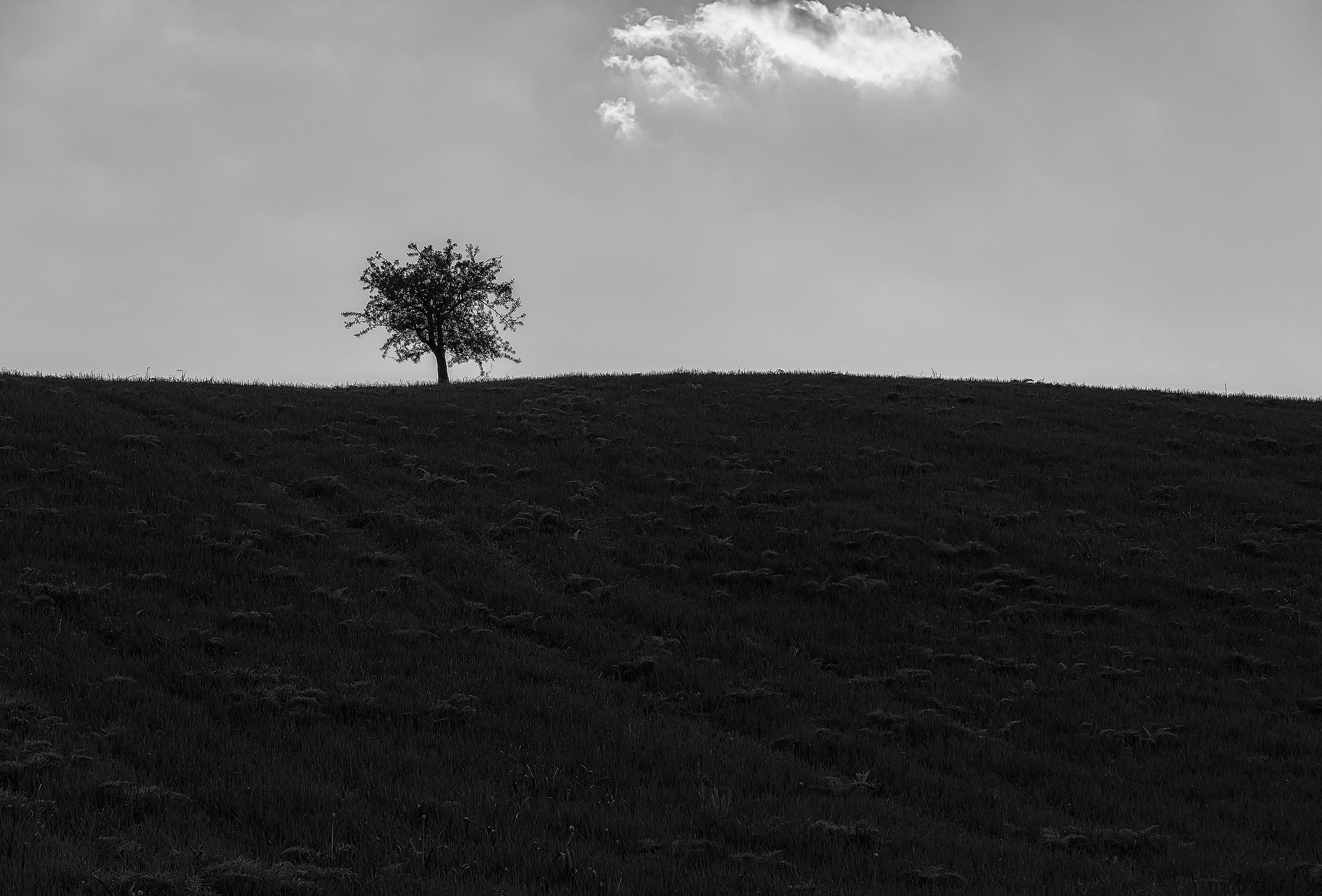 The tree and the cloud!