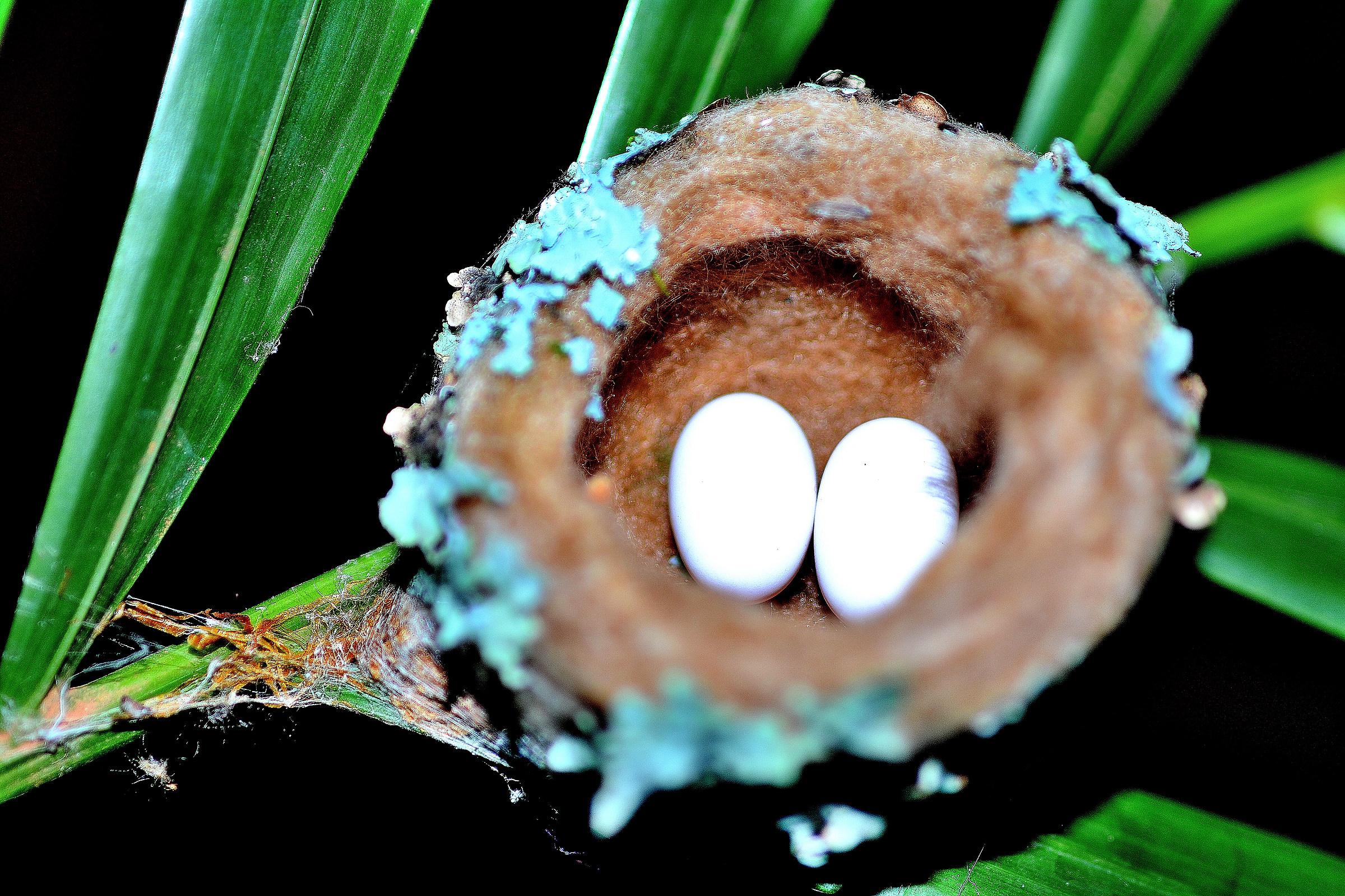 Hummingbird eggs