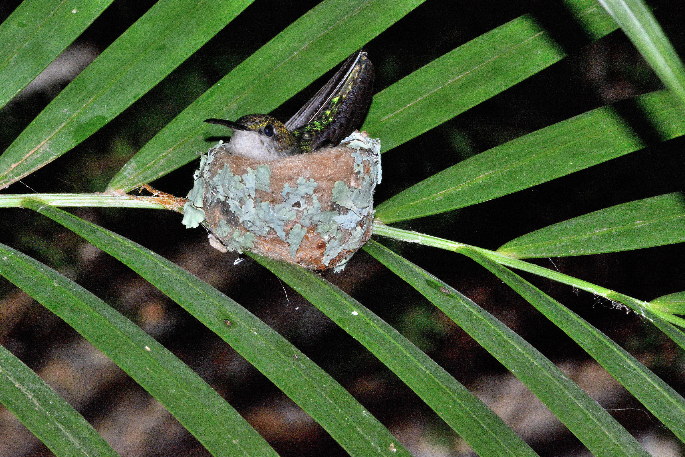 Hummingbird Momma