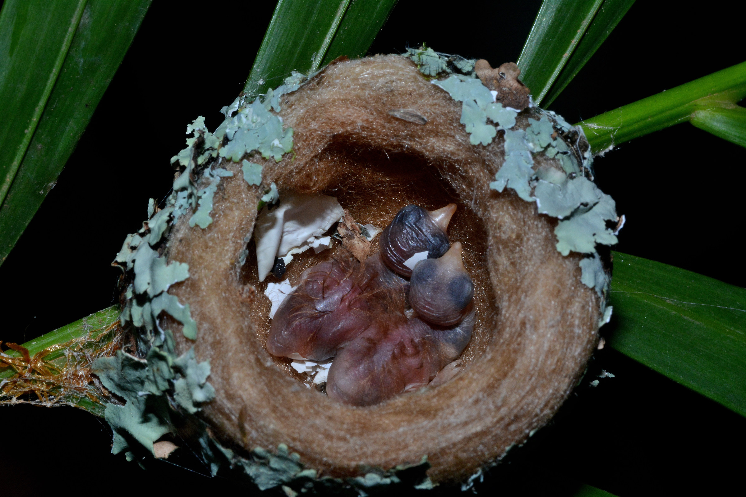 Little hummingbirds just hatched