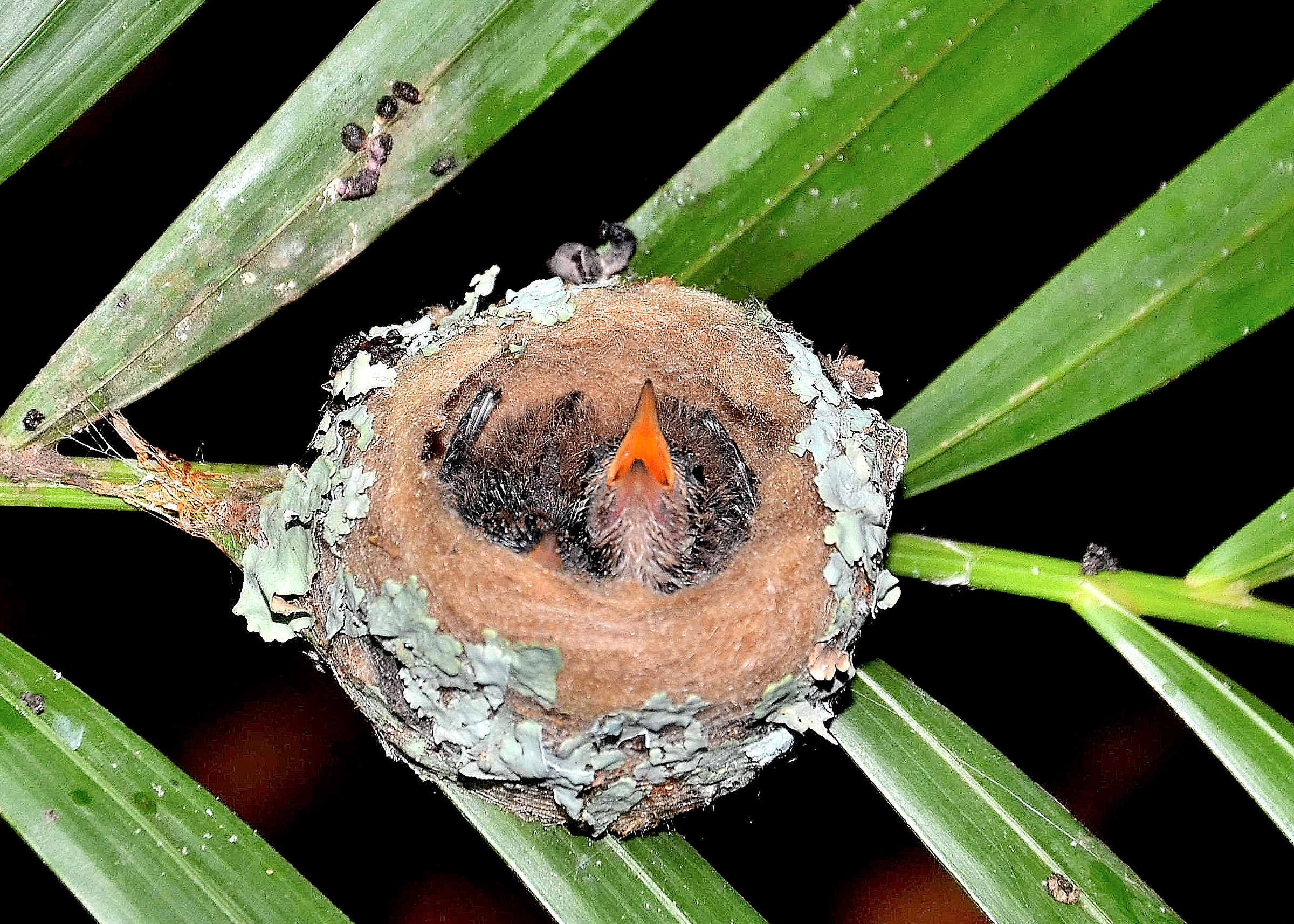 Little hummingbirds 12 days after hatching