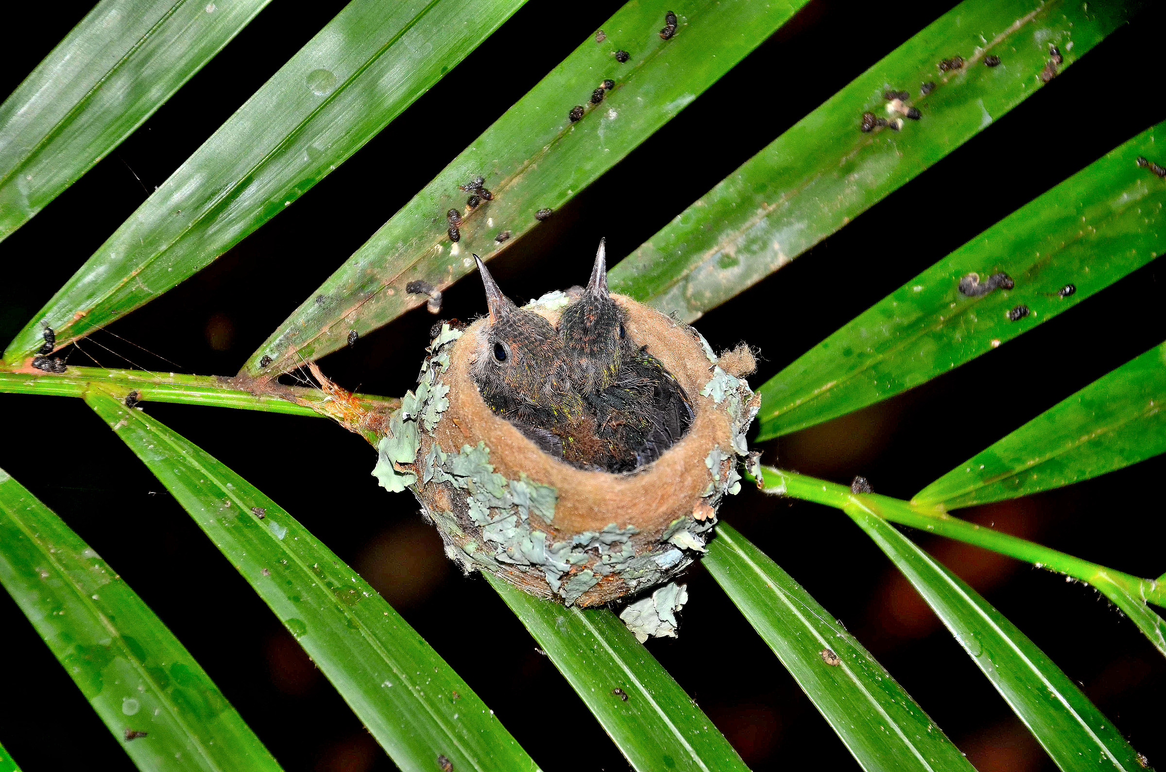 Little hummingbirds 17 days after hatching