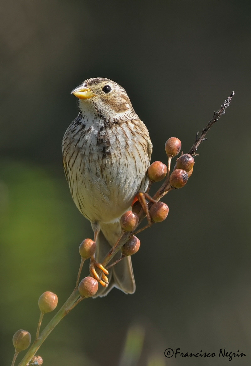 Corn bunting.