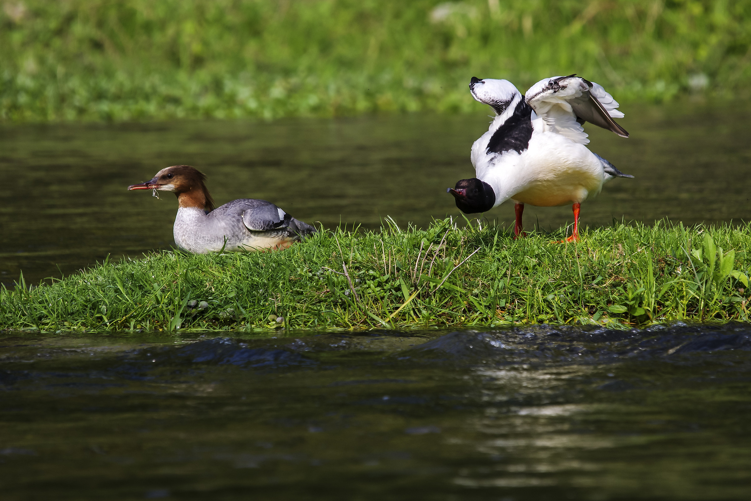 Common Merganser