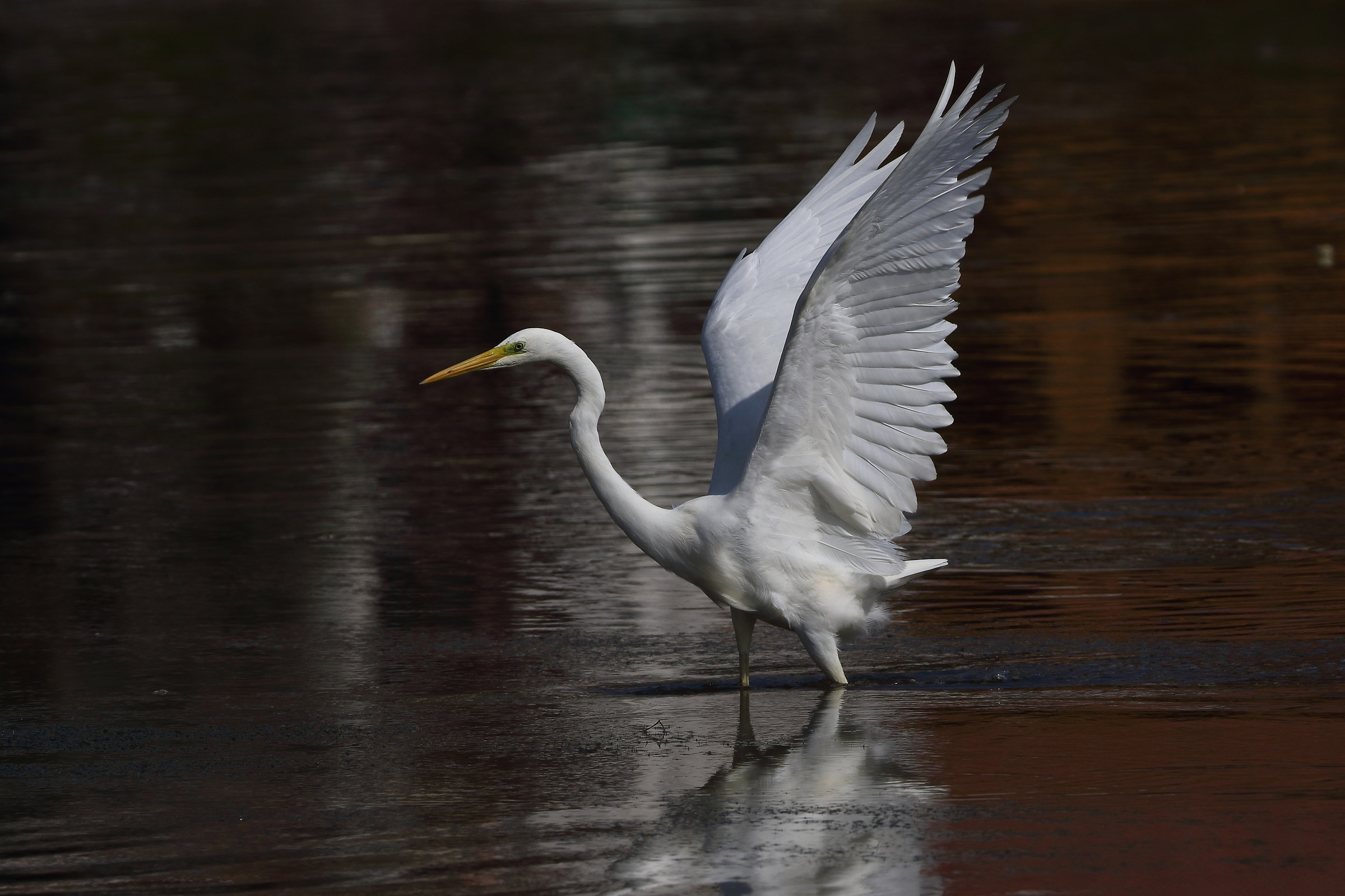 Dopo molti anni... un bianco