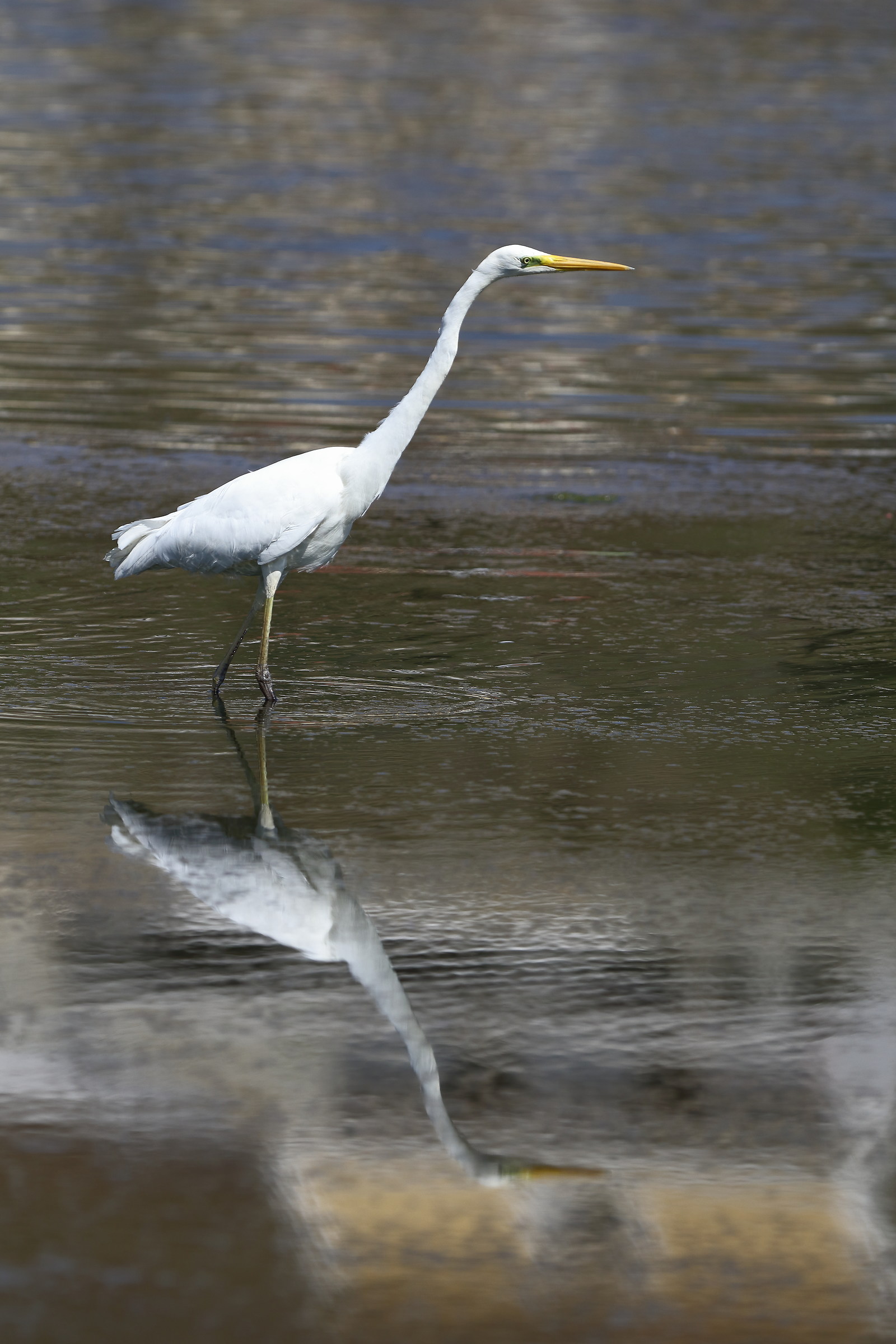 Dopo molti anni... un bianco 3