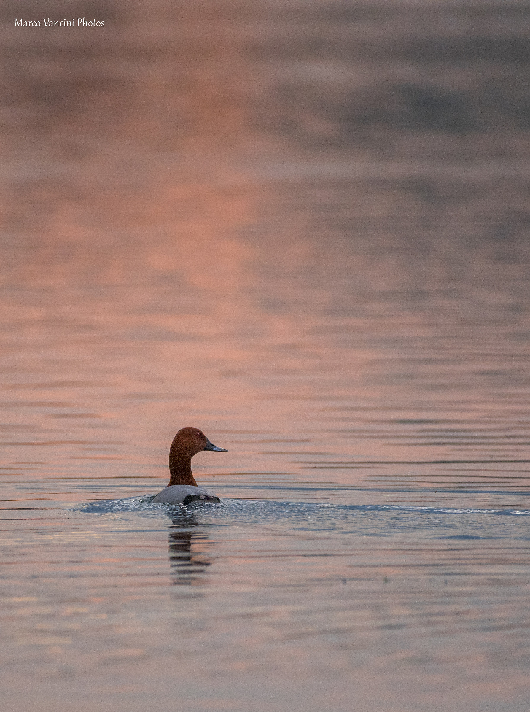 Moriglione al tramonto