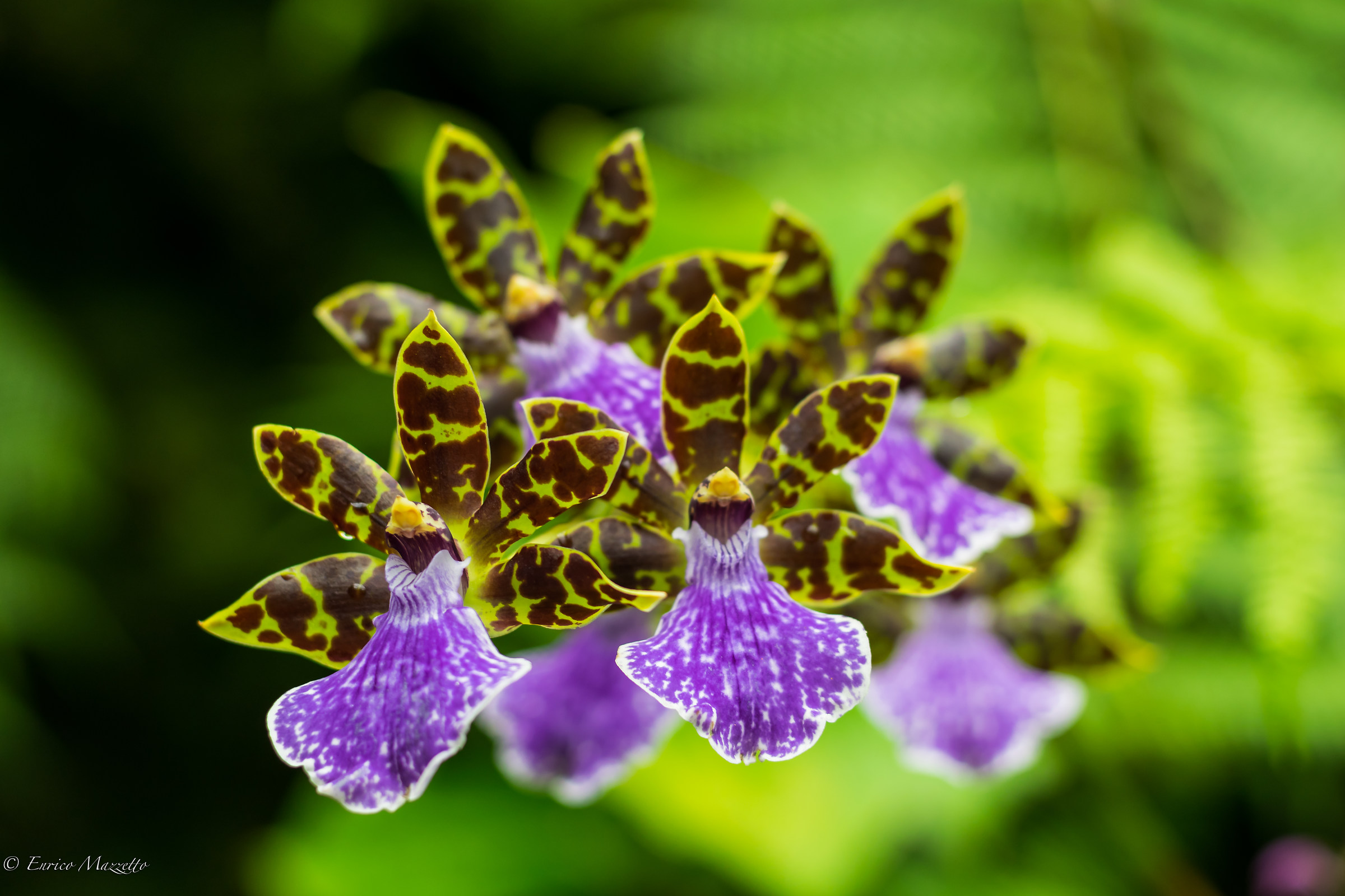 the Orchid Garden Special