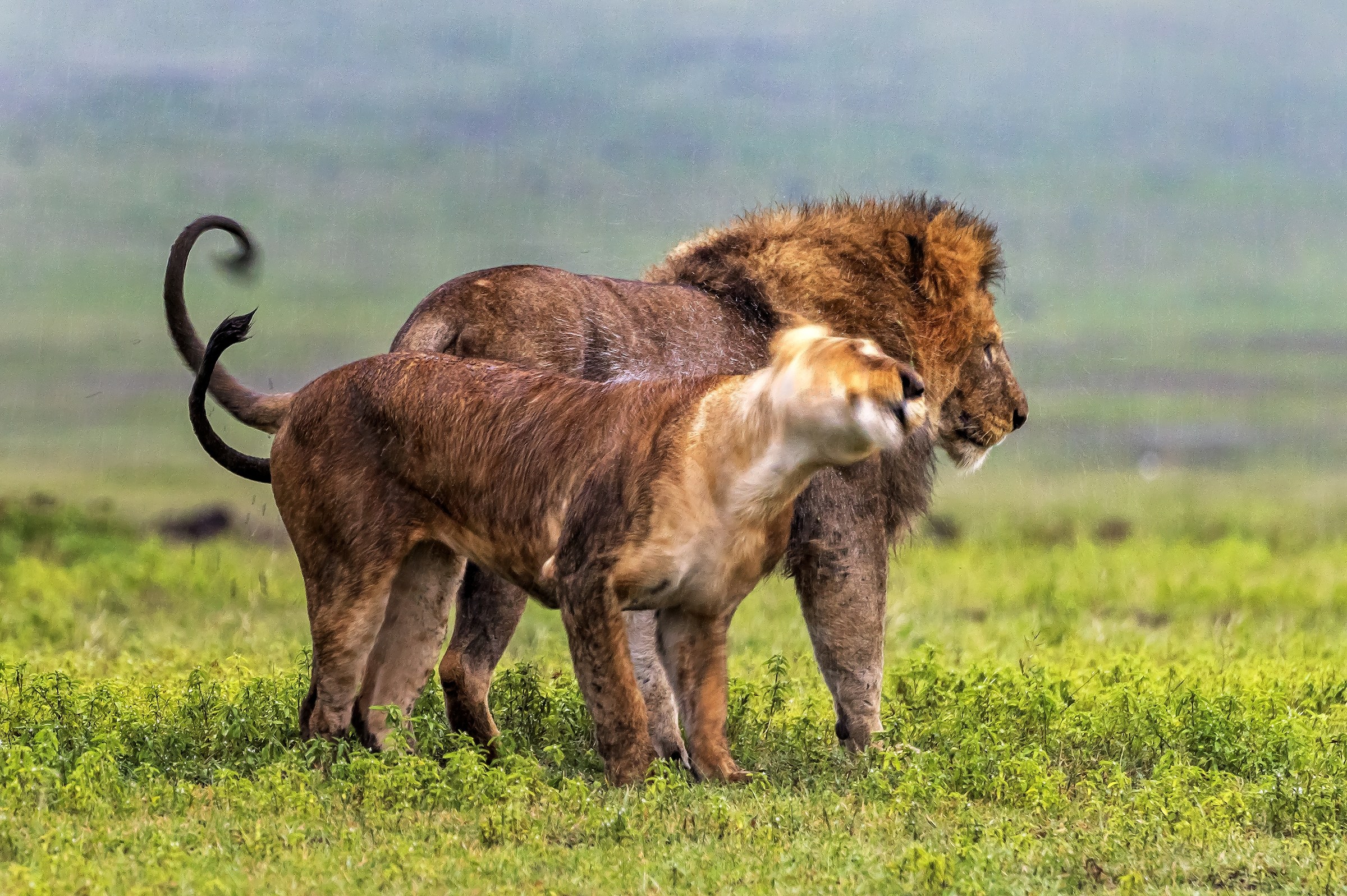 Tanzania 2017 - Shaking, la coppia sotto la pioggia
