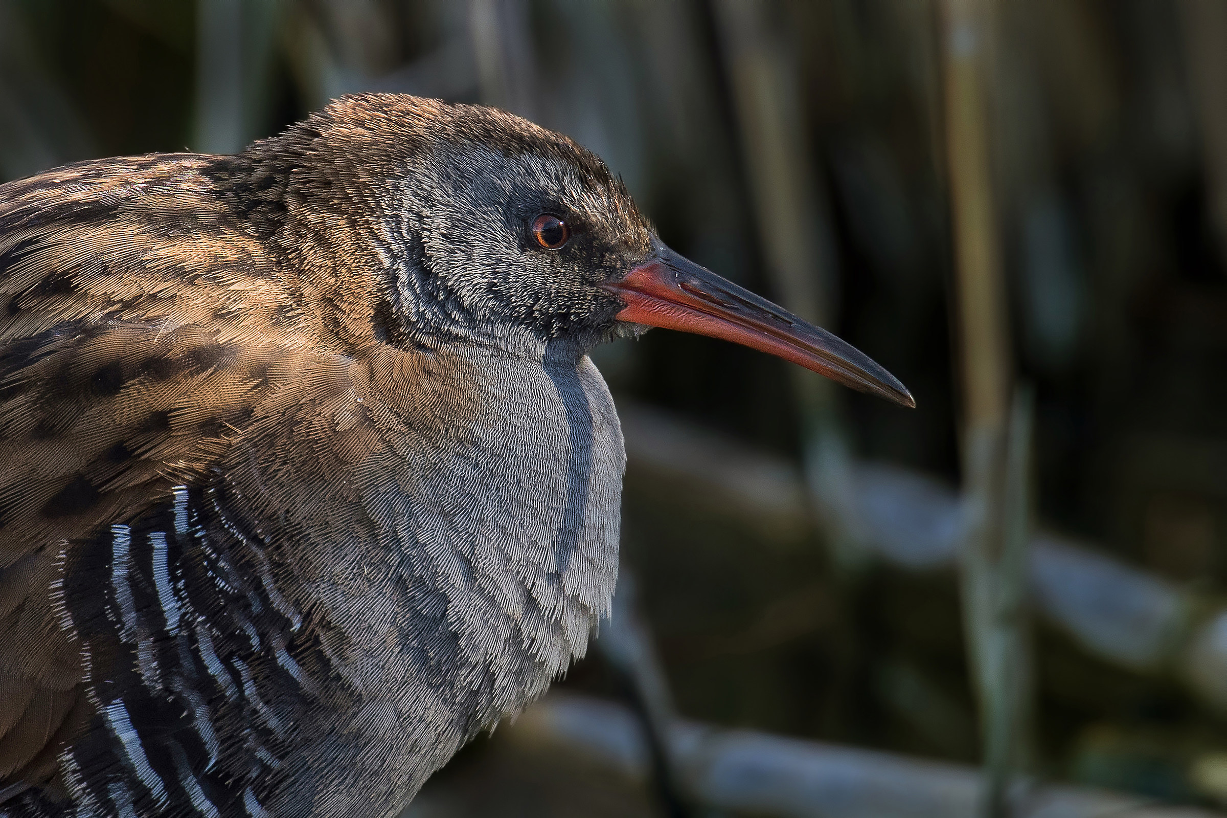 Water Rail