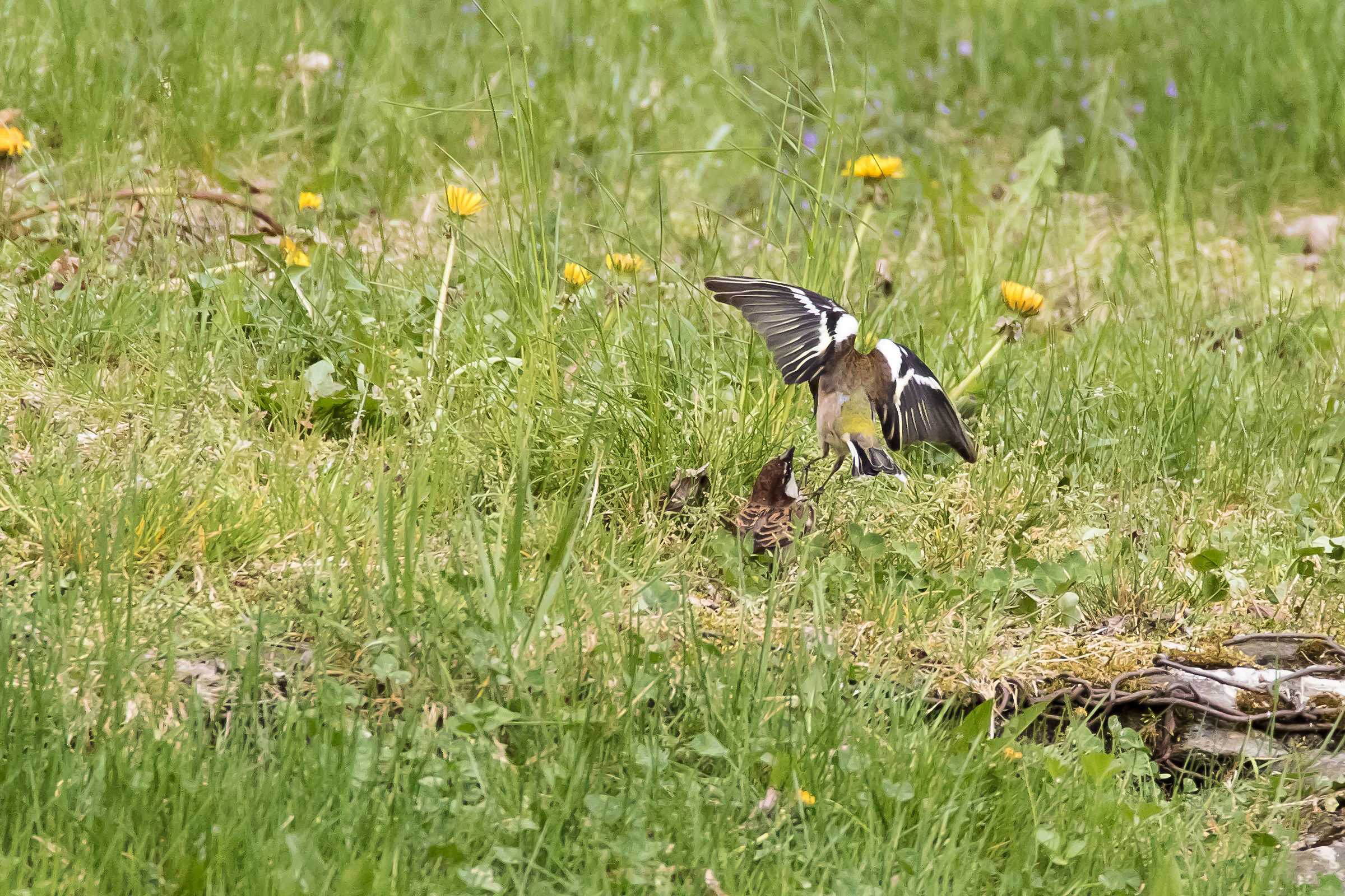 Fringuello VS Passera