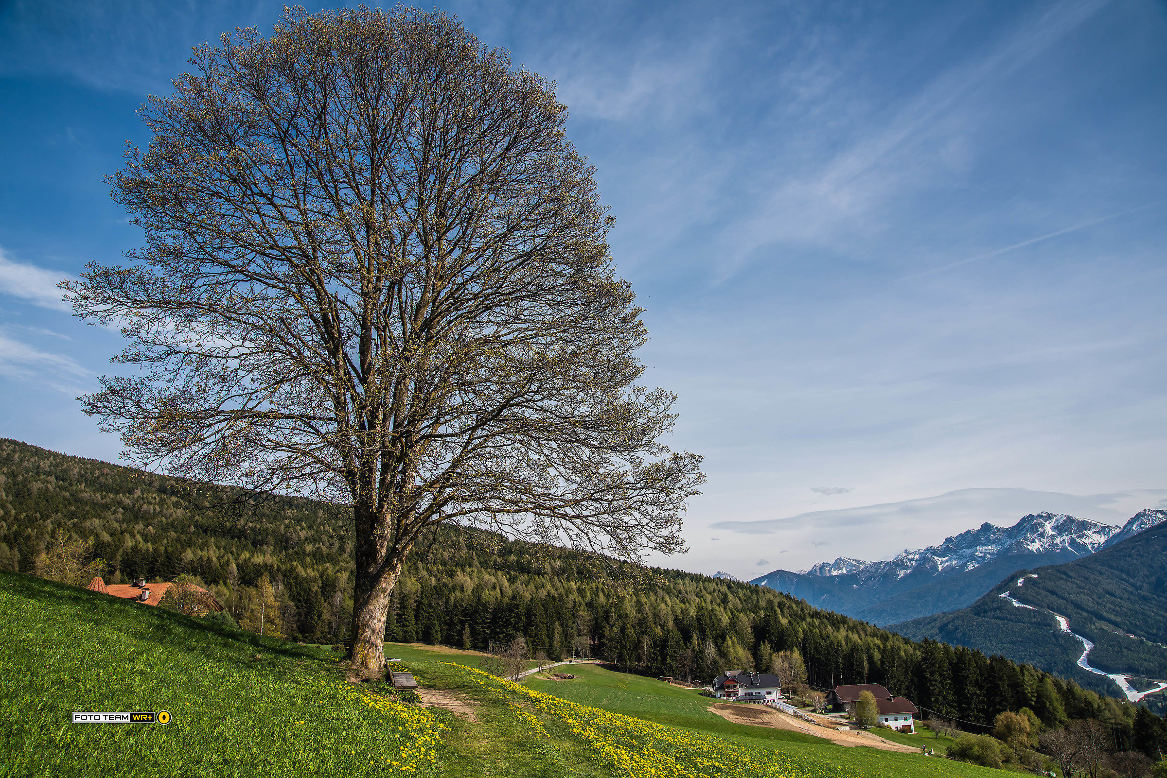 ... the tree, a ski slope and the first yellow flowers ..