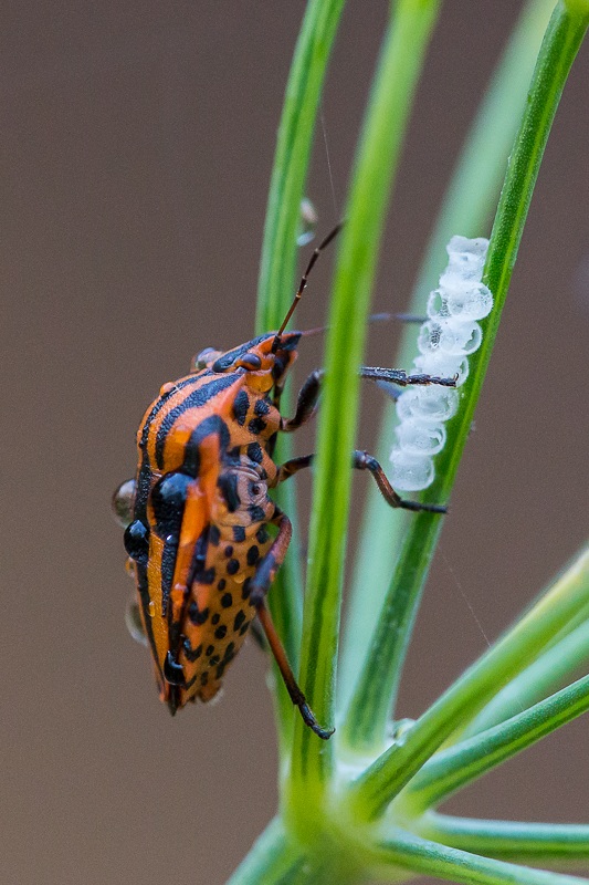 Graphosoma italicum at 6400 iso