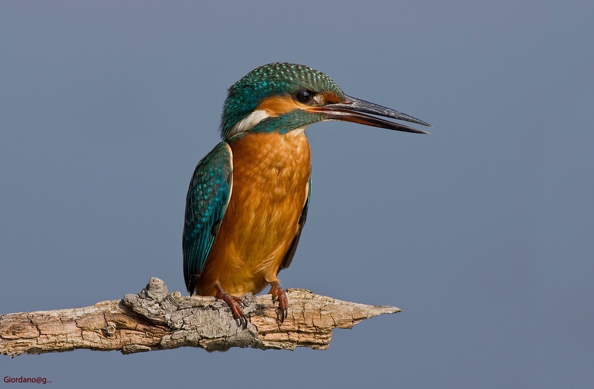 Finalmente è tornato